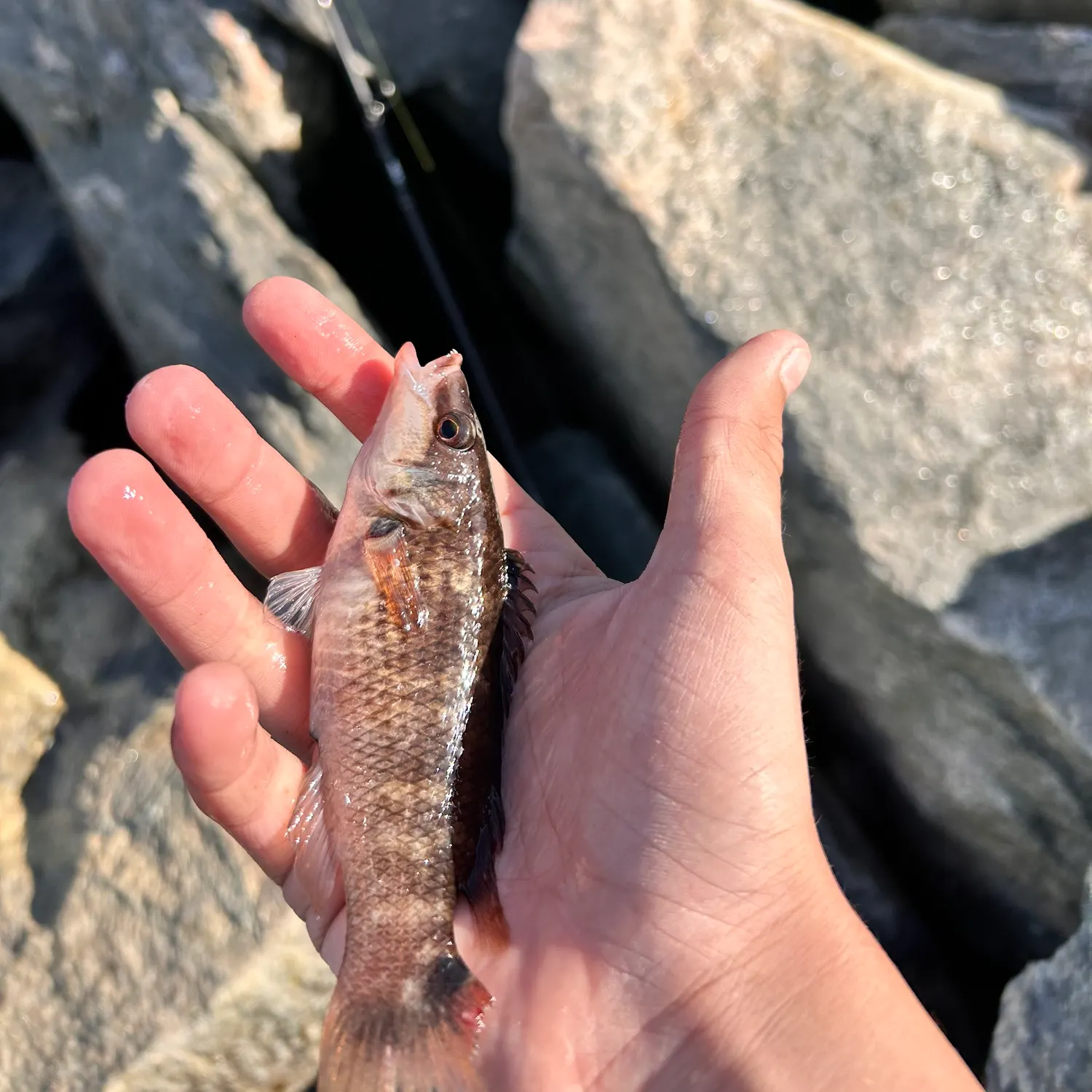 Fish caught on Fishbrain