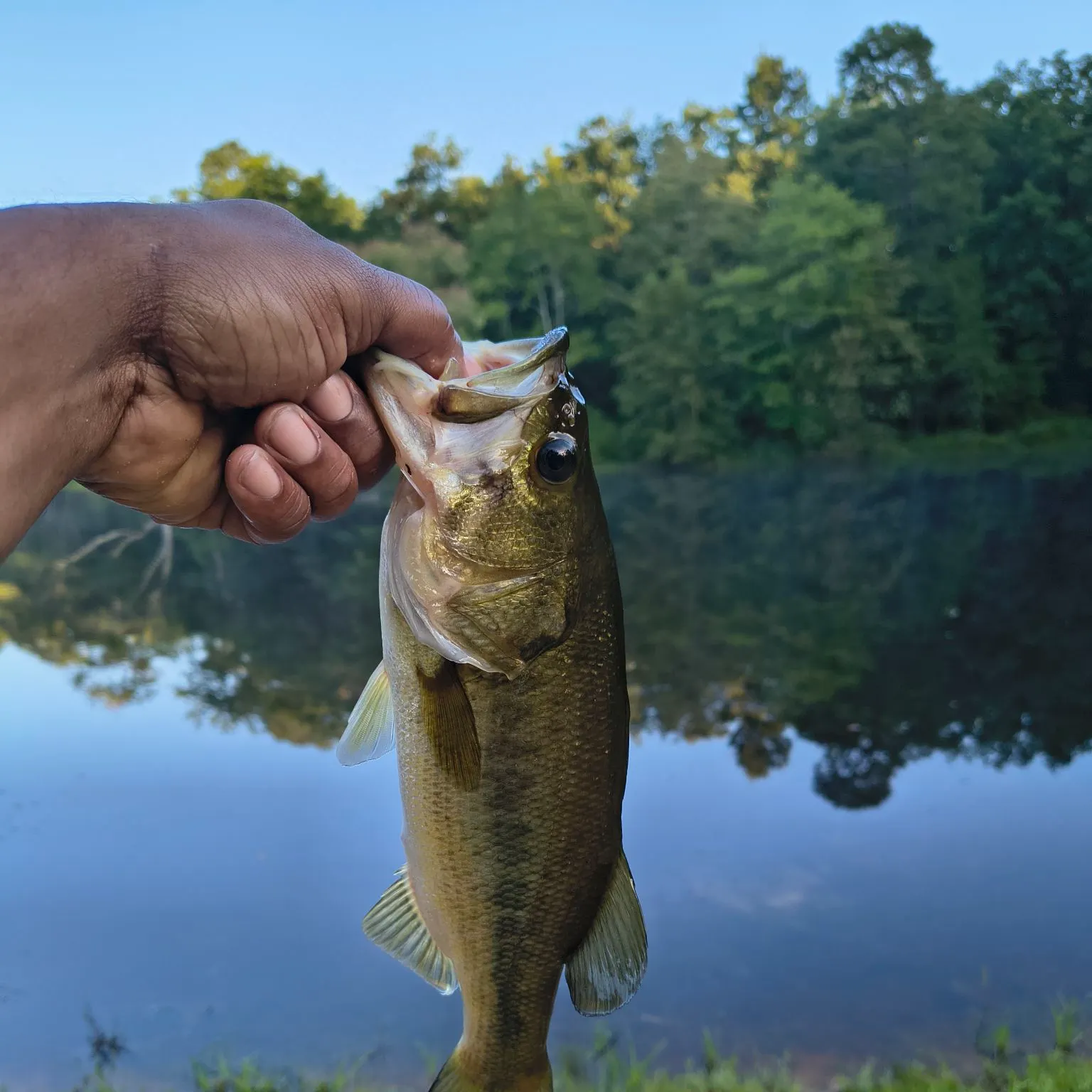 Largemouth bass caught on Fishbrain
