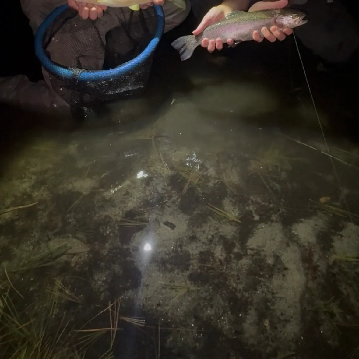 Rainbow trout caught on Fishbrain