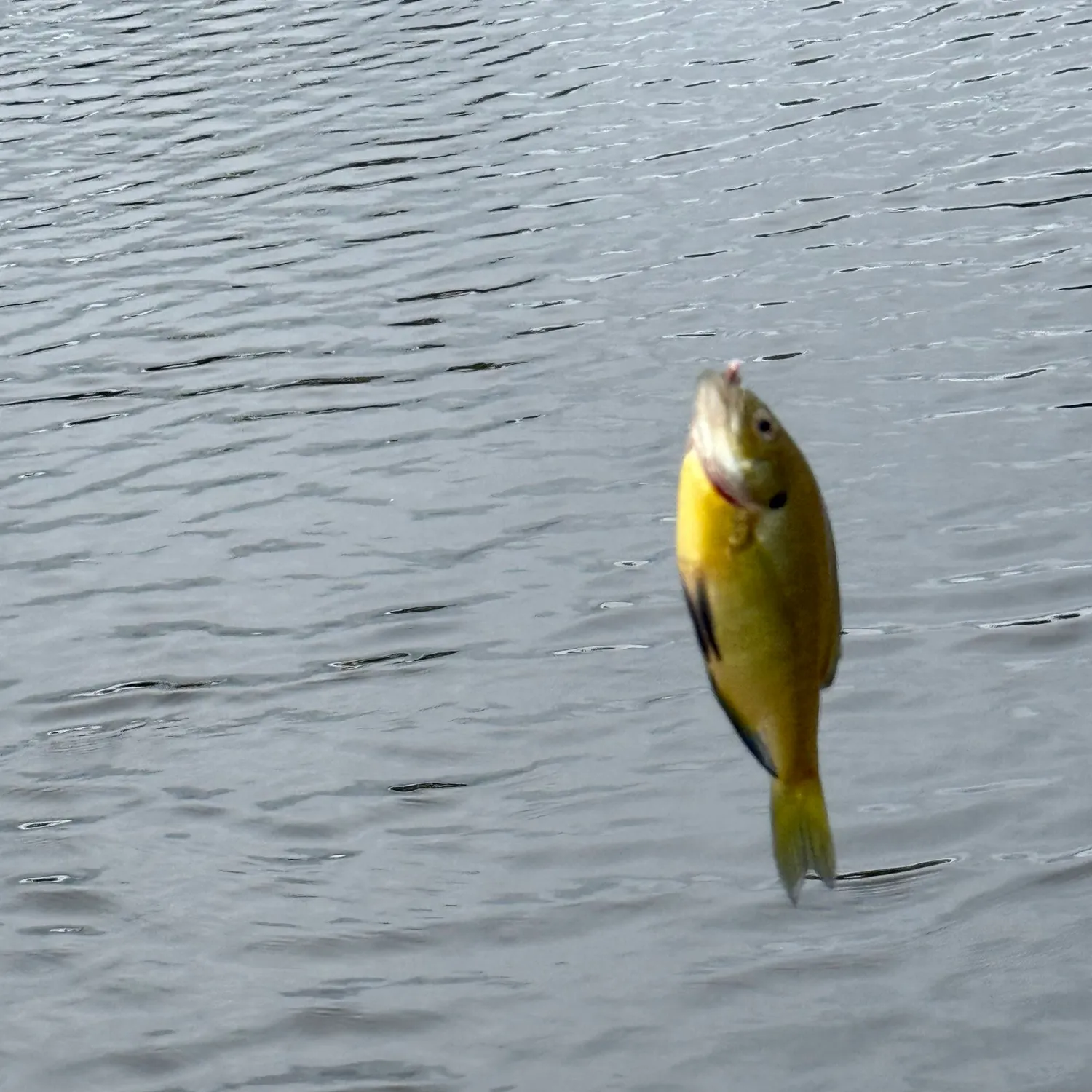 Pumpkingill hybrid caught on Fishbrain