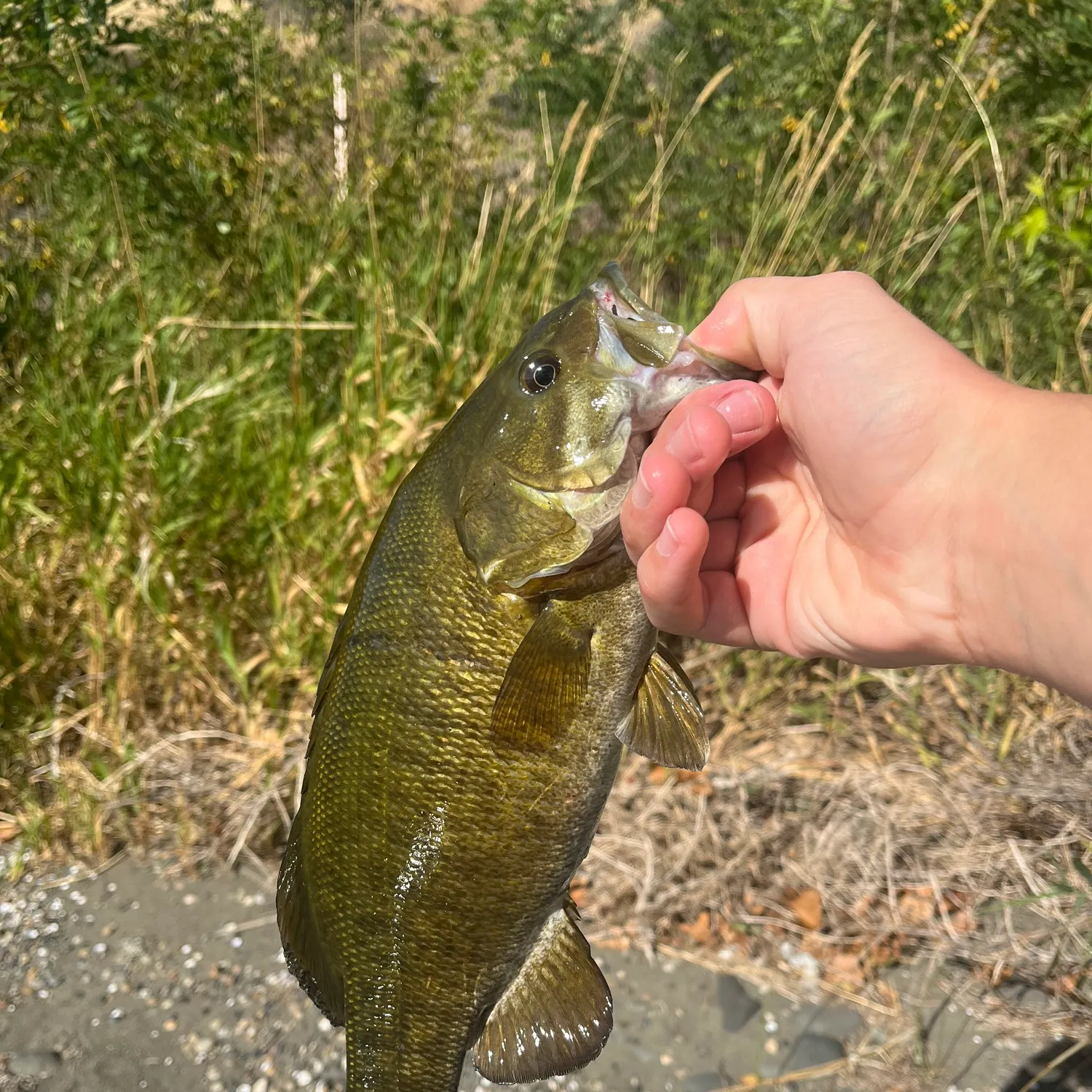 Smallmouth bass caught on Fishbrain