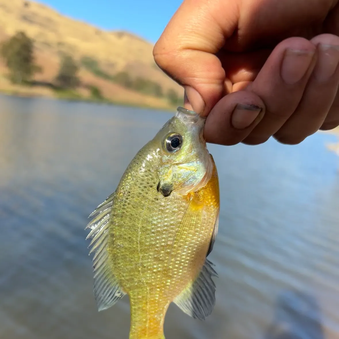 angler catch