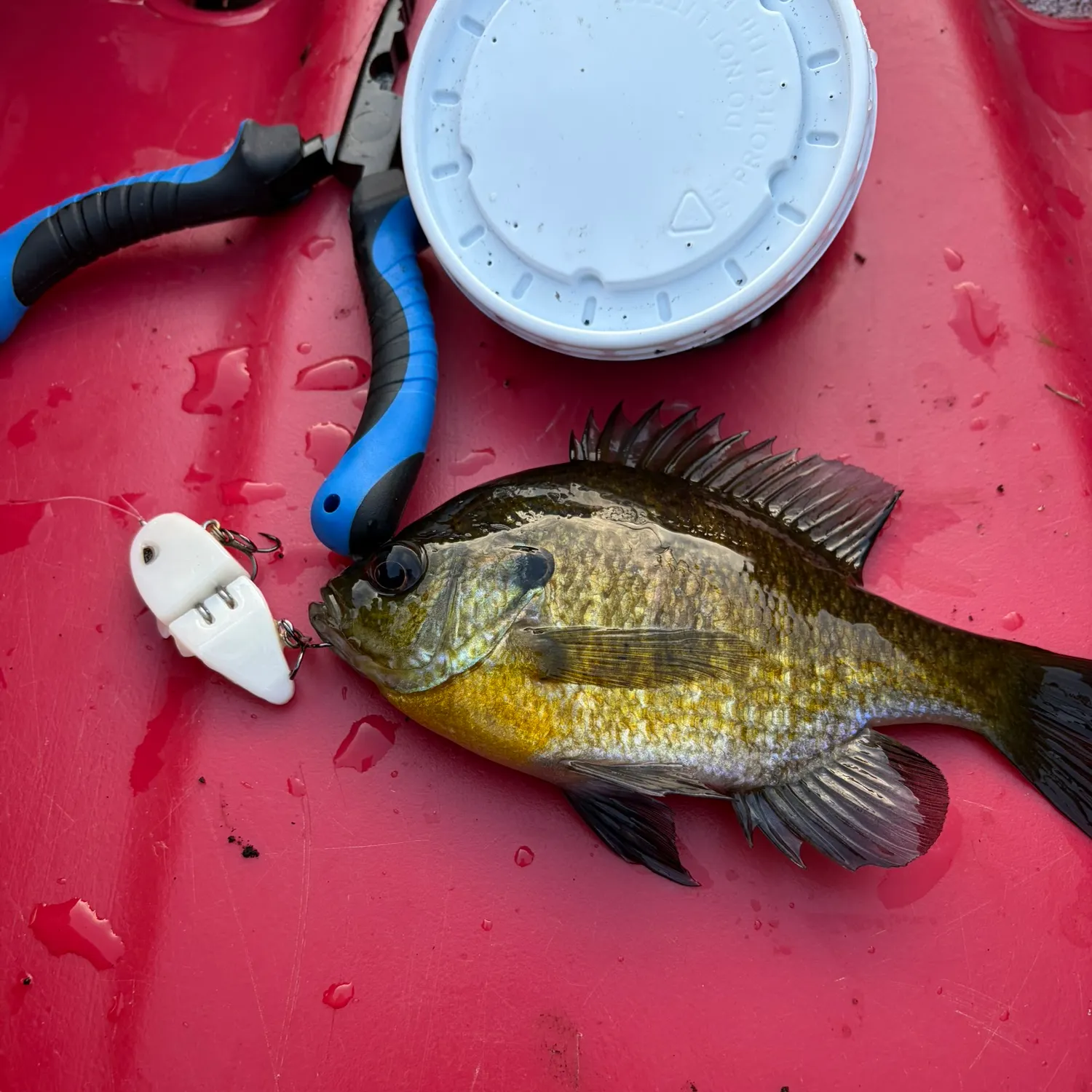 Bluegill caught on Fishbrain