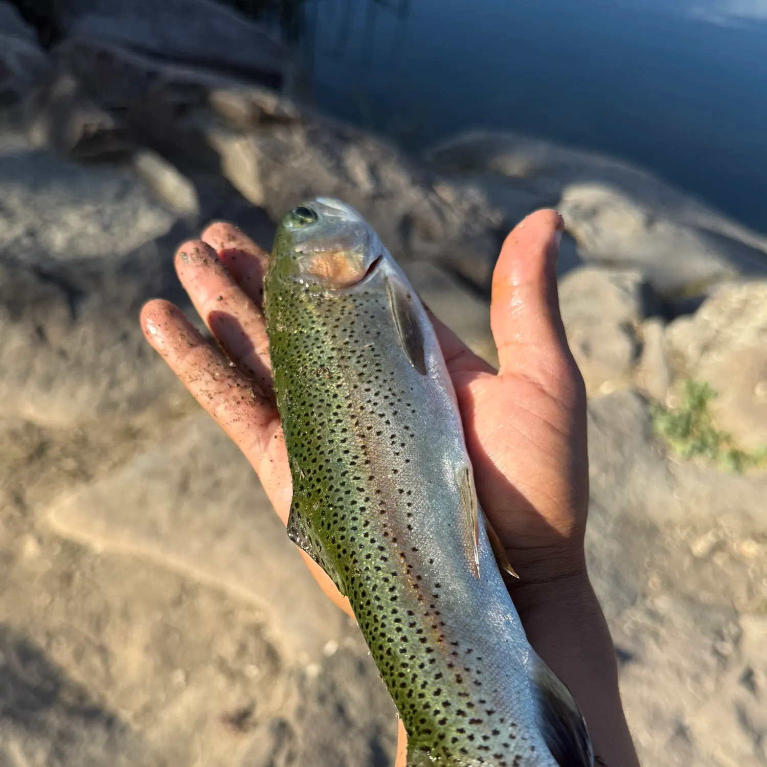 Rainbow trout caught on Fishbrain