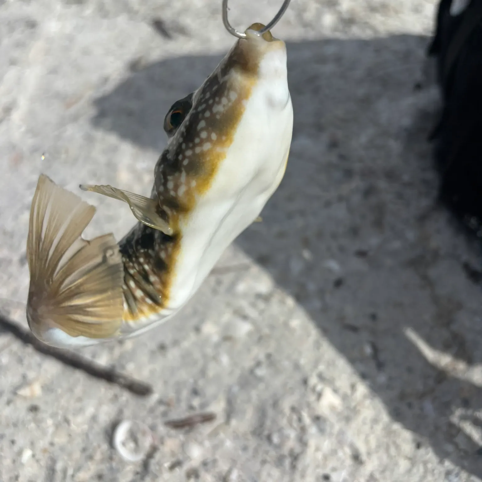 The most recent Southern puffer catches on Fishbrain