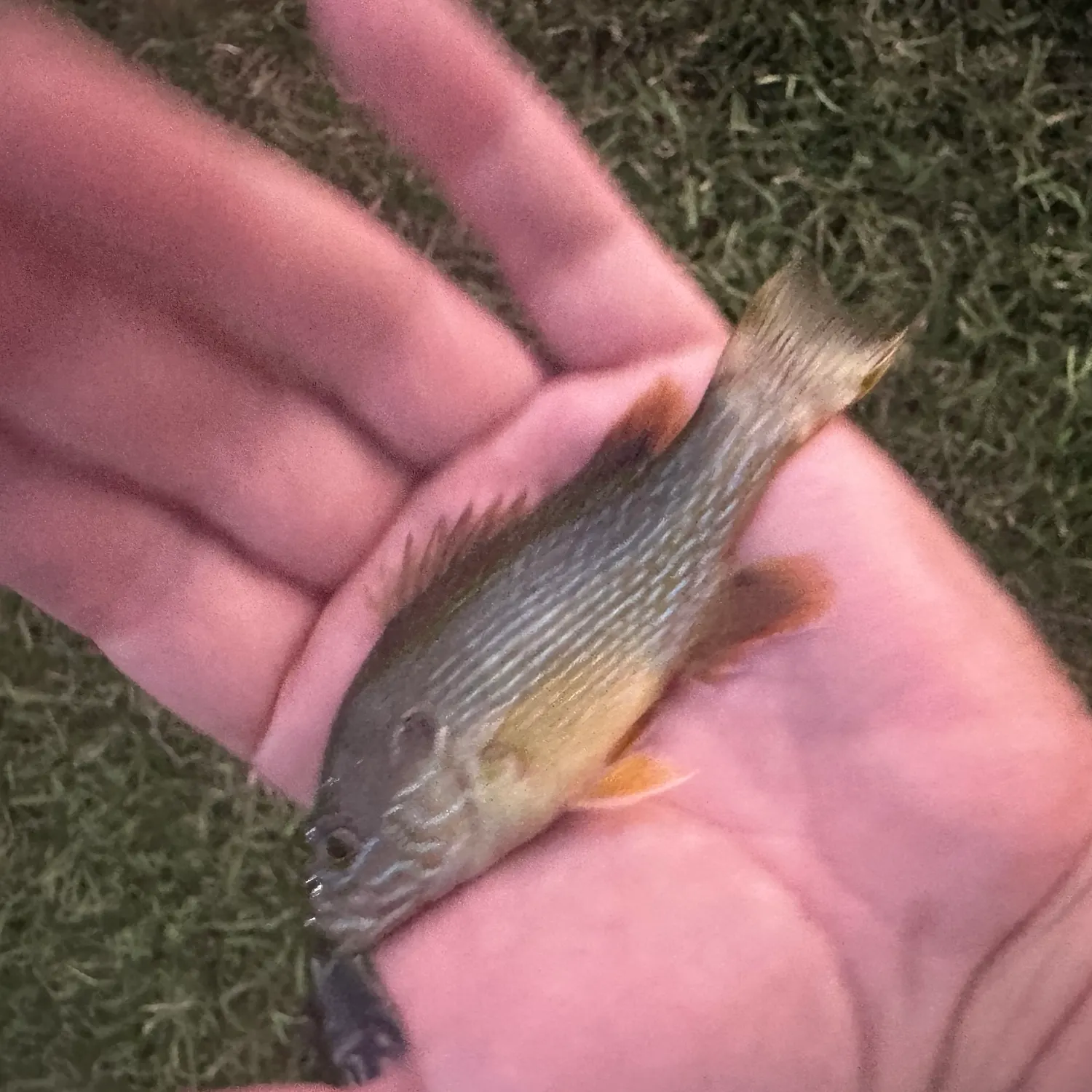 Green sunfish caught on Fishbrain