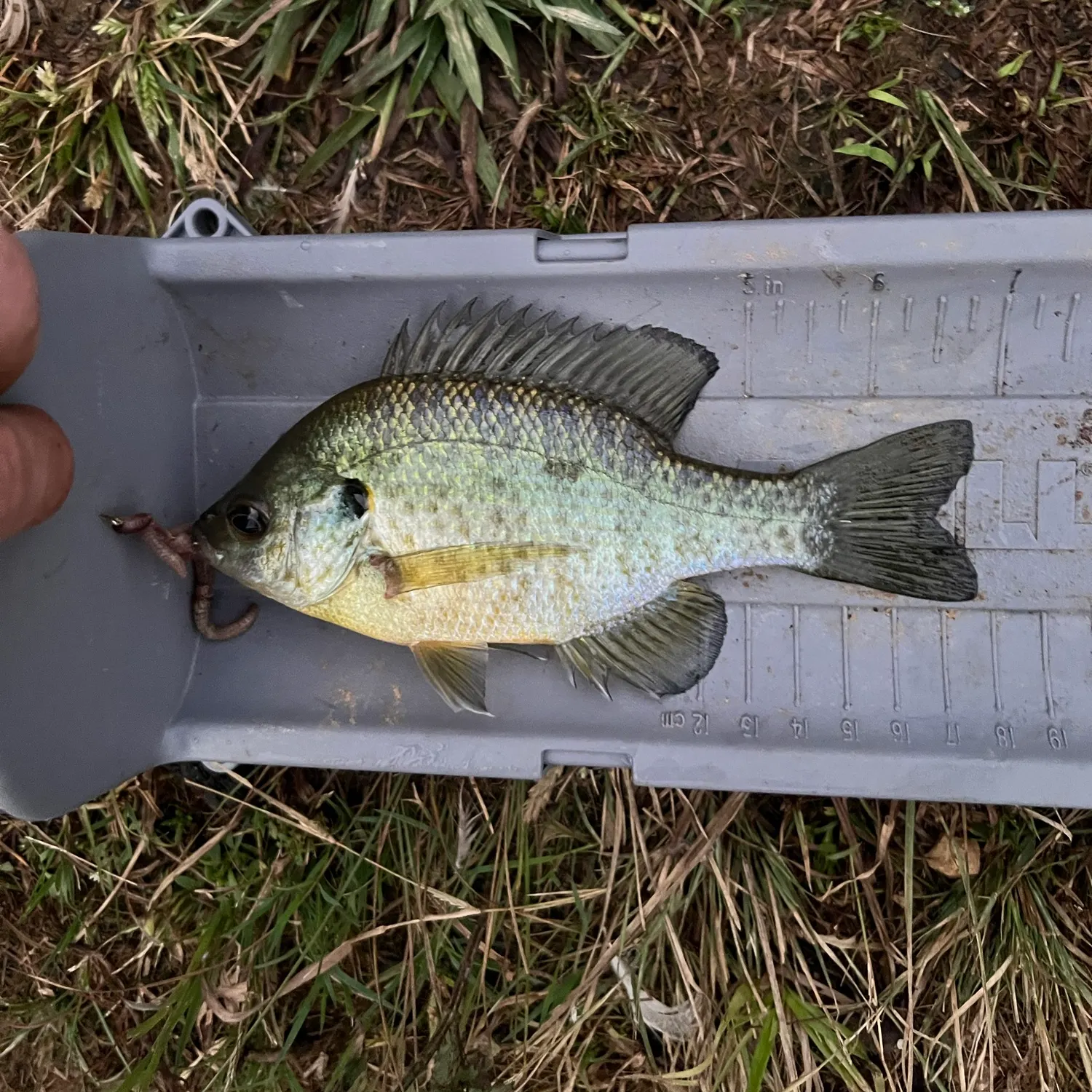 Bluegill caught on Fishbrain