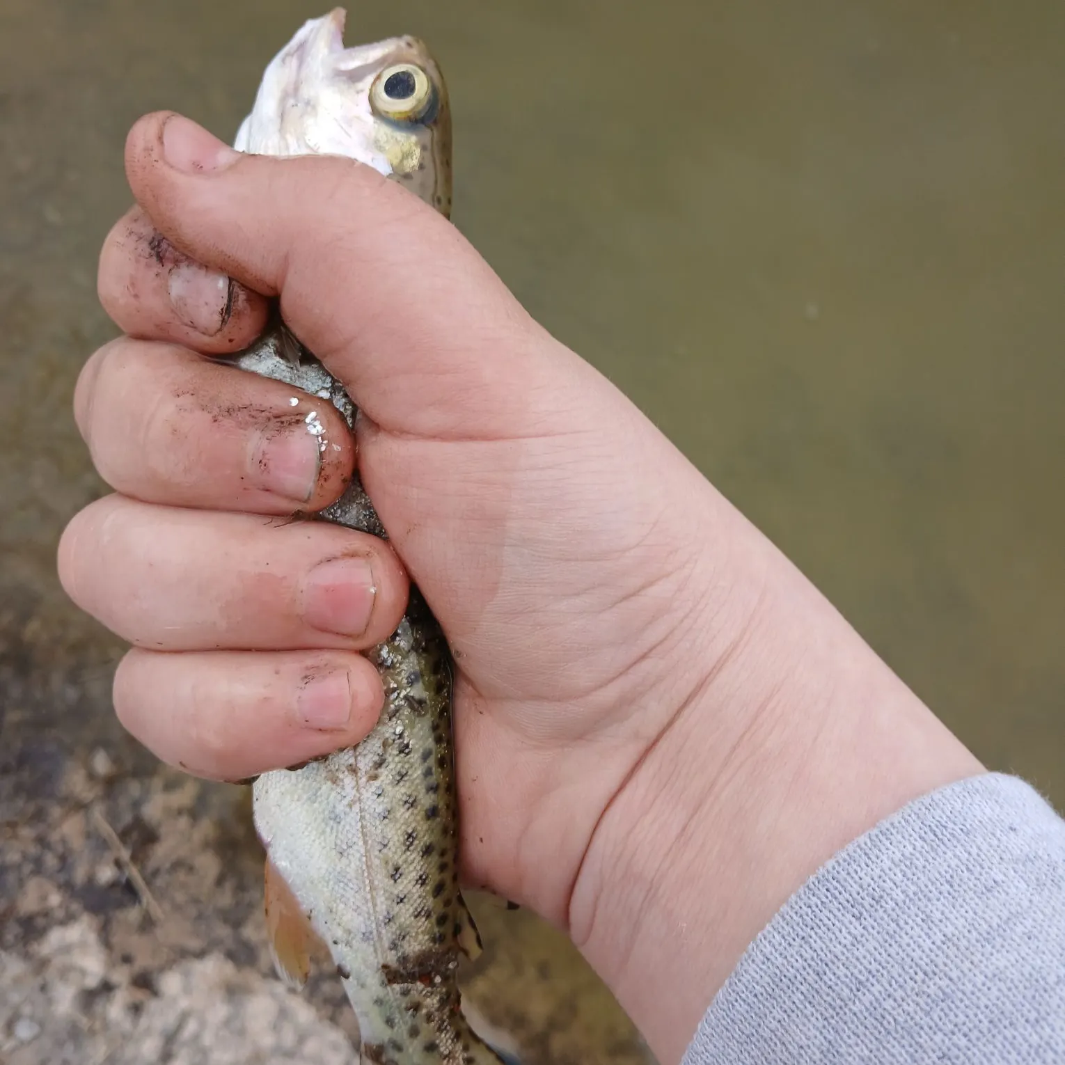 The most recent Bala shark catches on Fishbrain