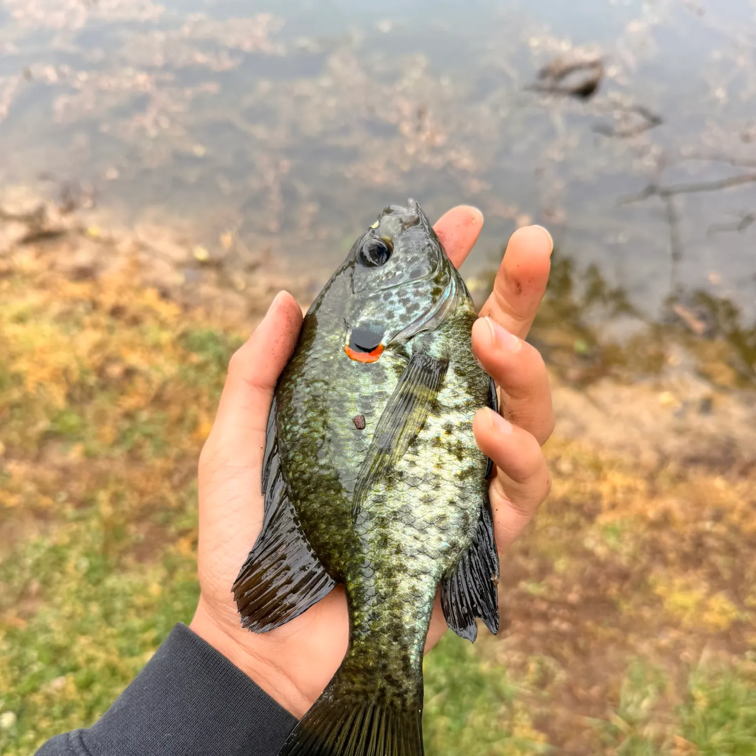 The most recent Redear x bluegill catches on Fishbrain