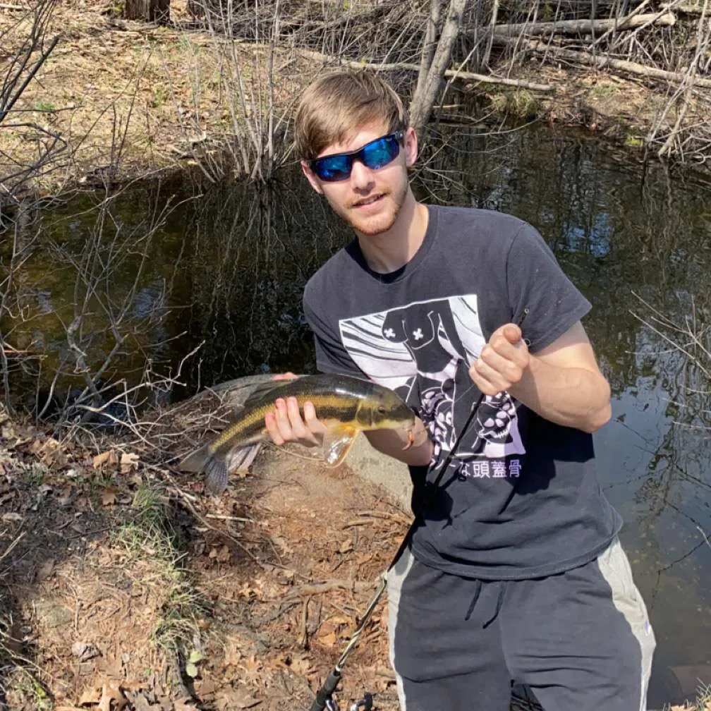 White sucker caught on Fishbrain