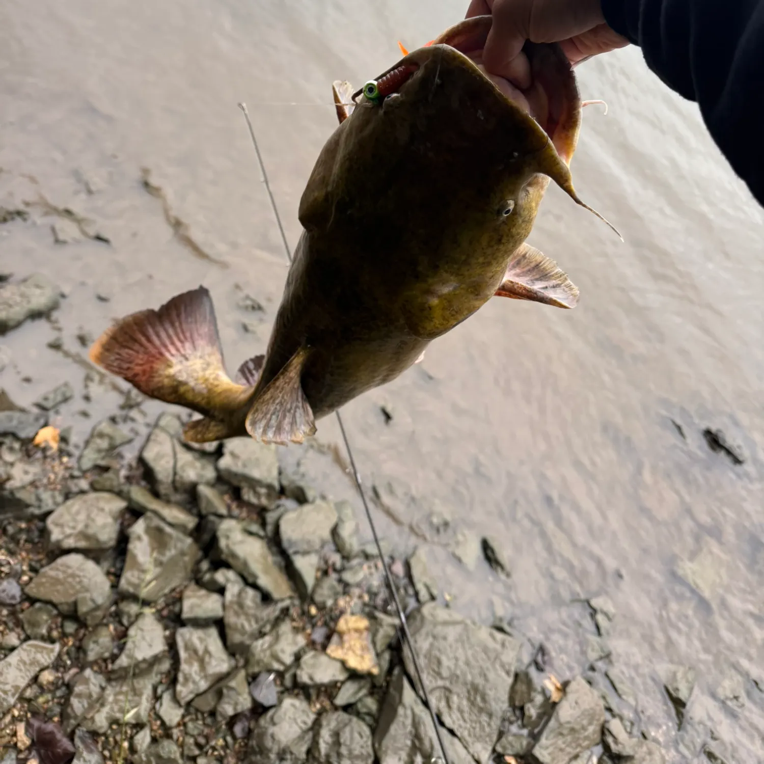 Flathead catfish caught on Fishbrain