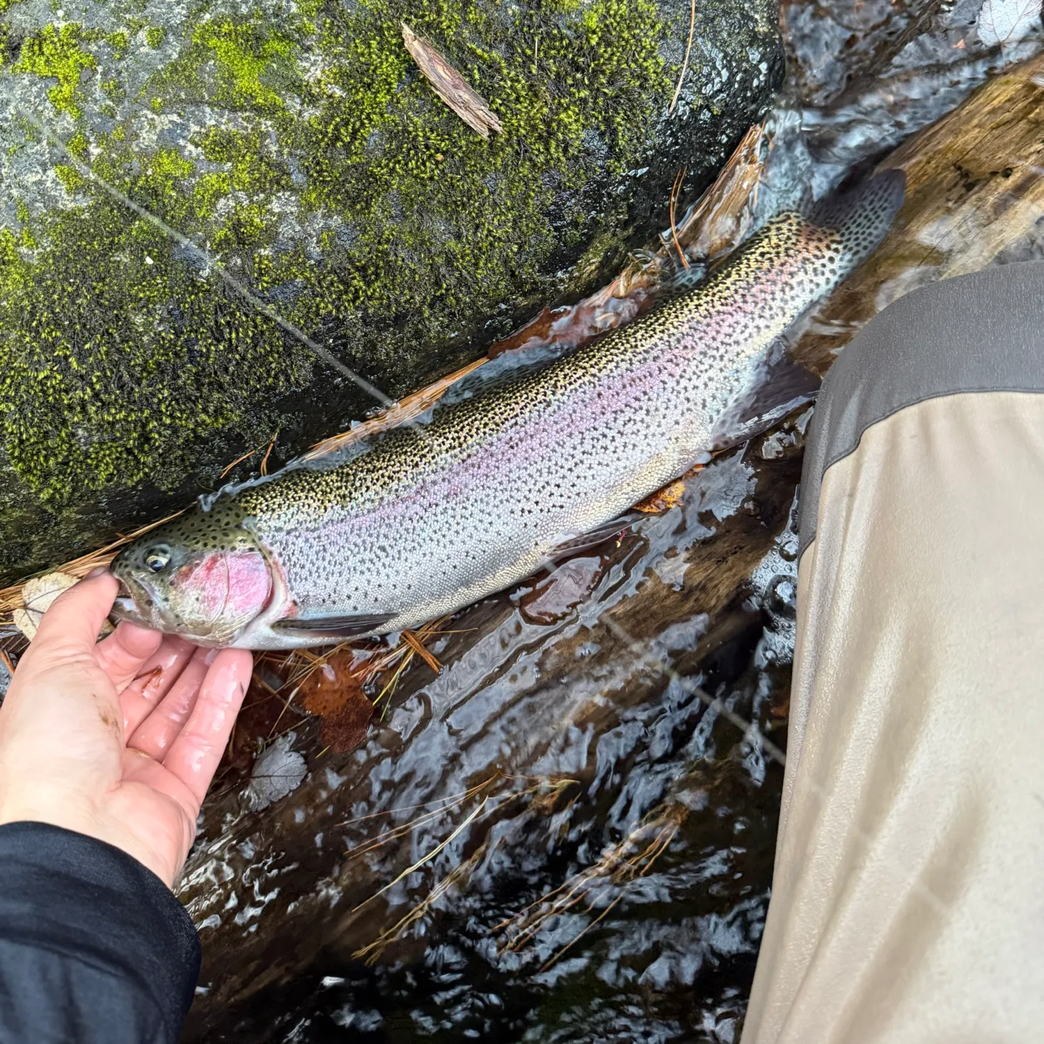 Rainbow trout caught on Fishbrain