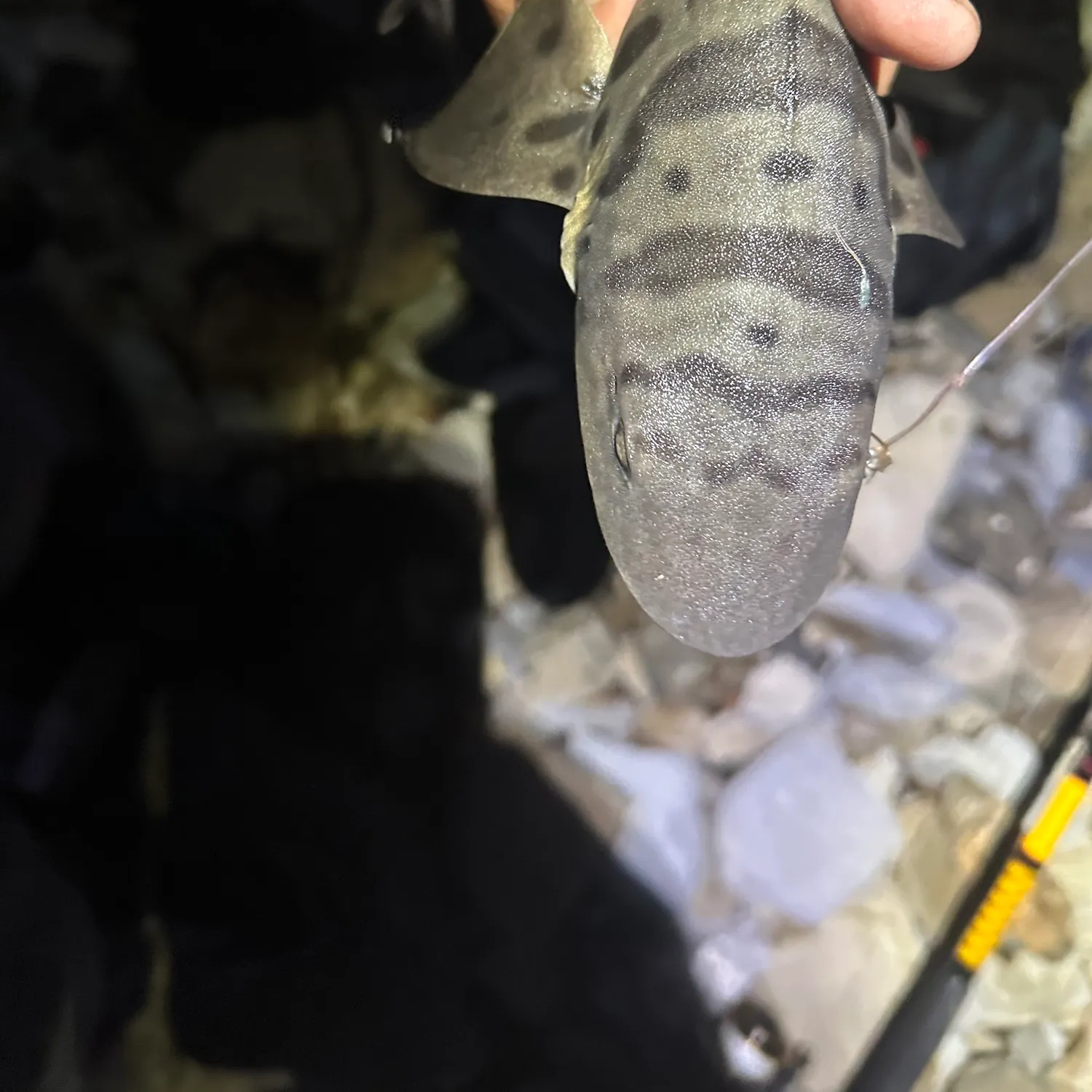 The most recent Leopard shark catches on Fishbrain