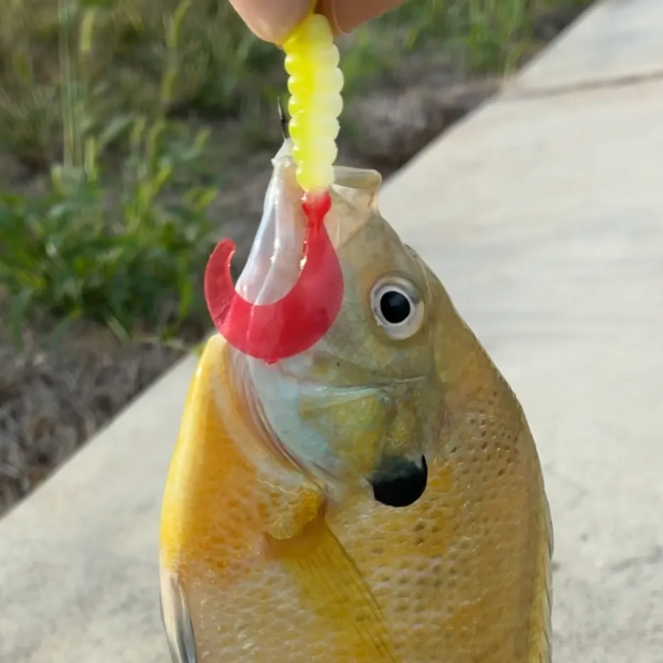 Bluegill caught on Fishbrain