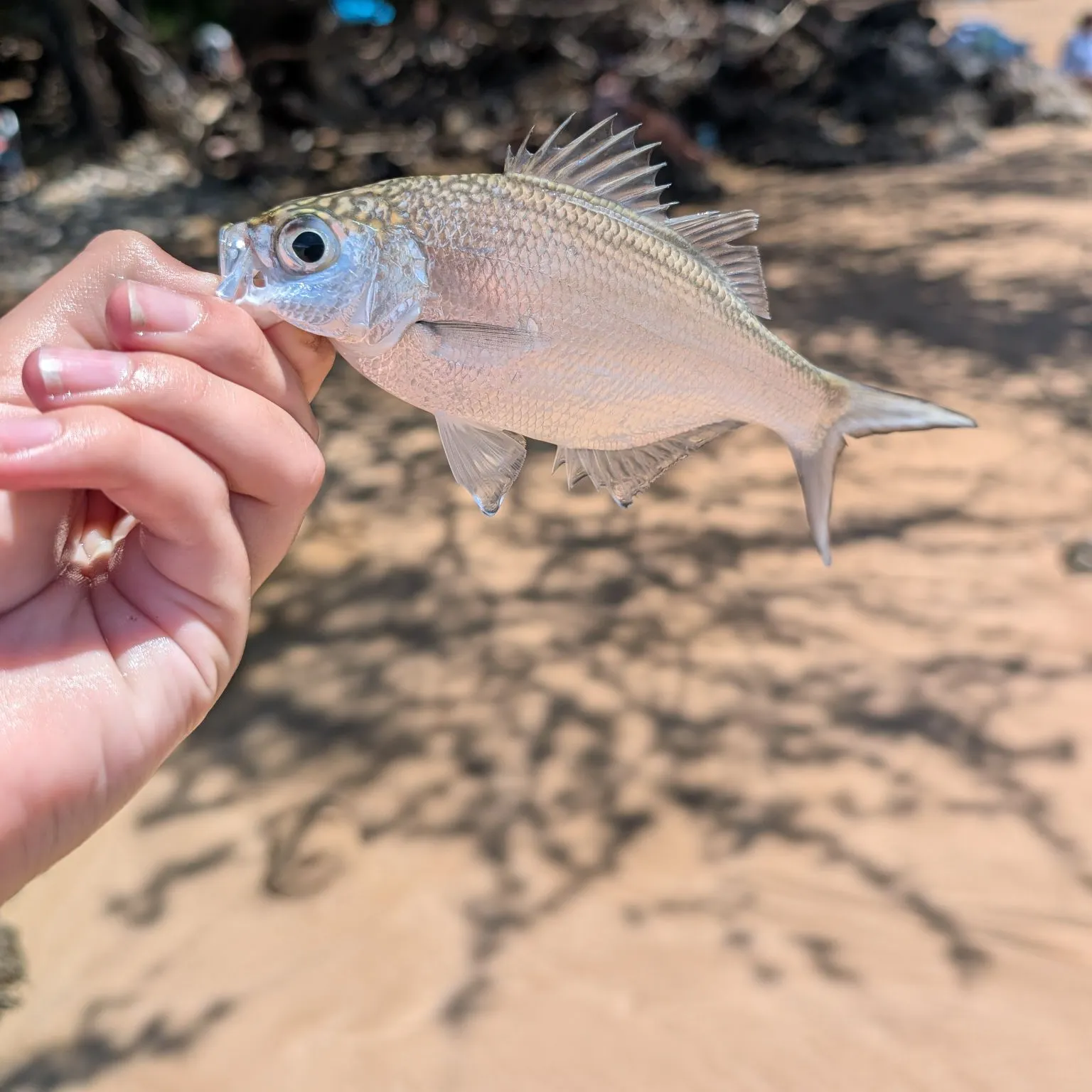 The most recent Reticulated flagtail catches on Fishbrain