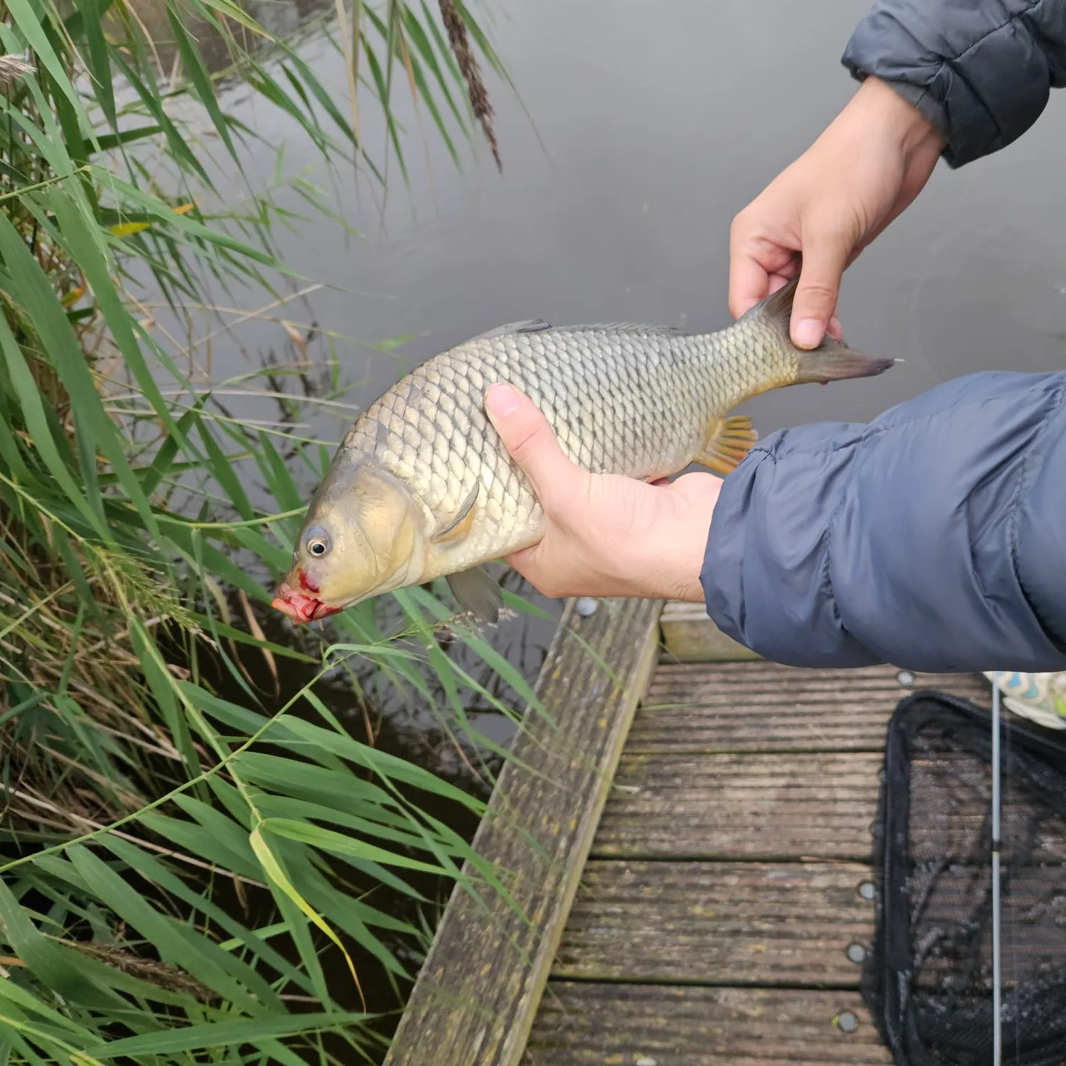 Common carp caught on Fishbrain