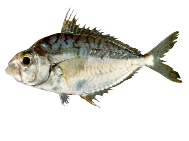 Decorated ponyfish