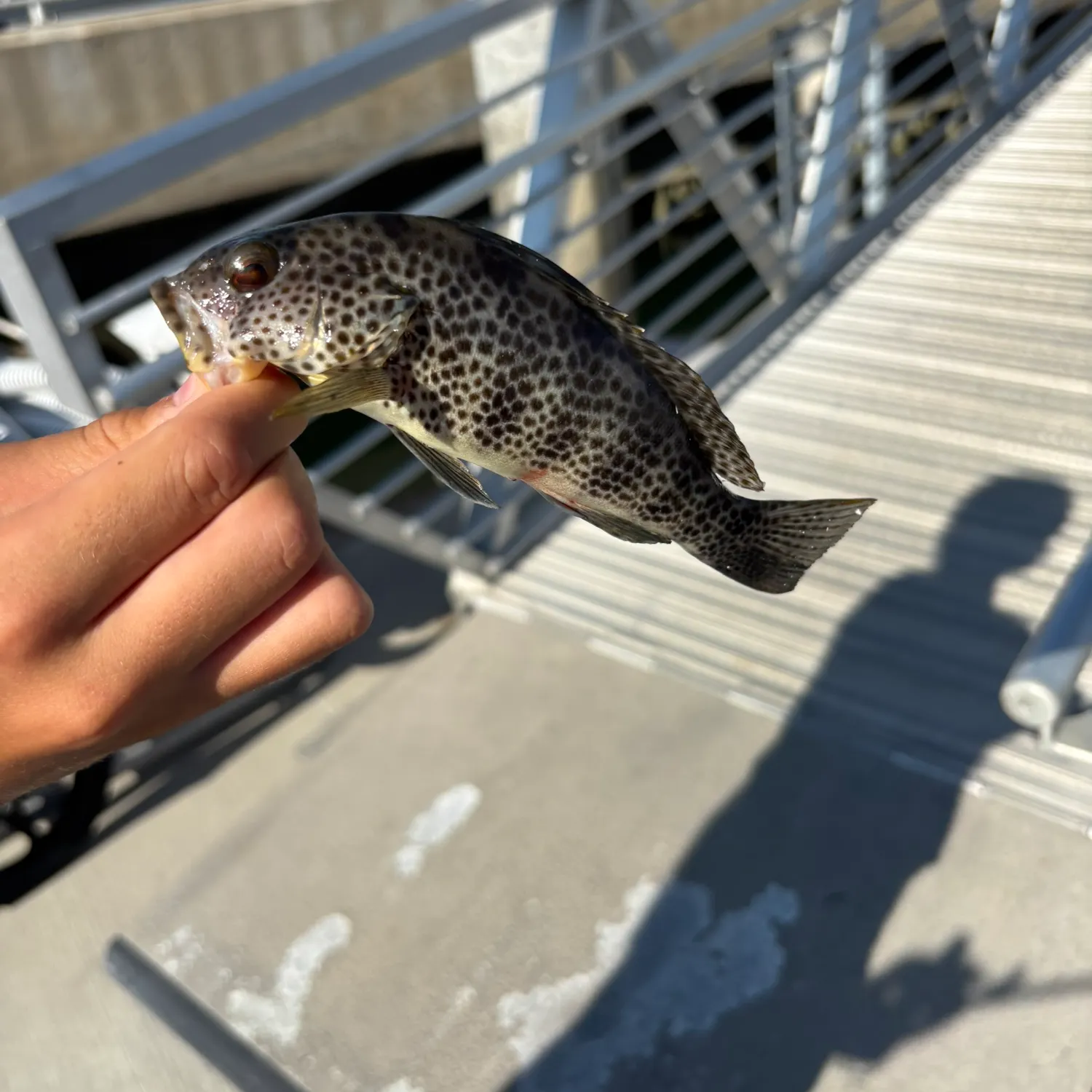 Spotted sand bass caught on Fishbrain