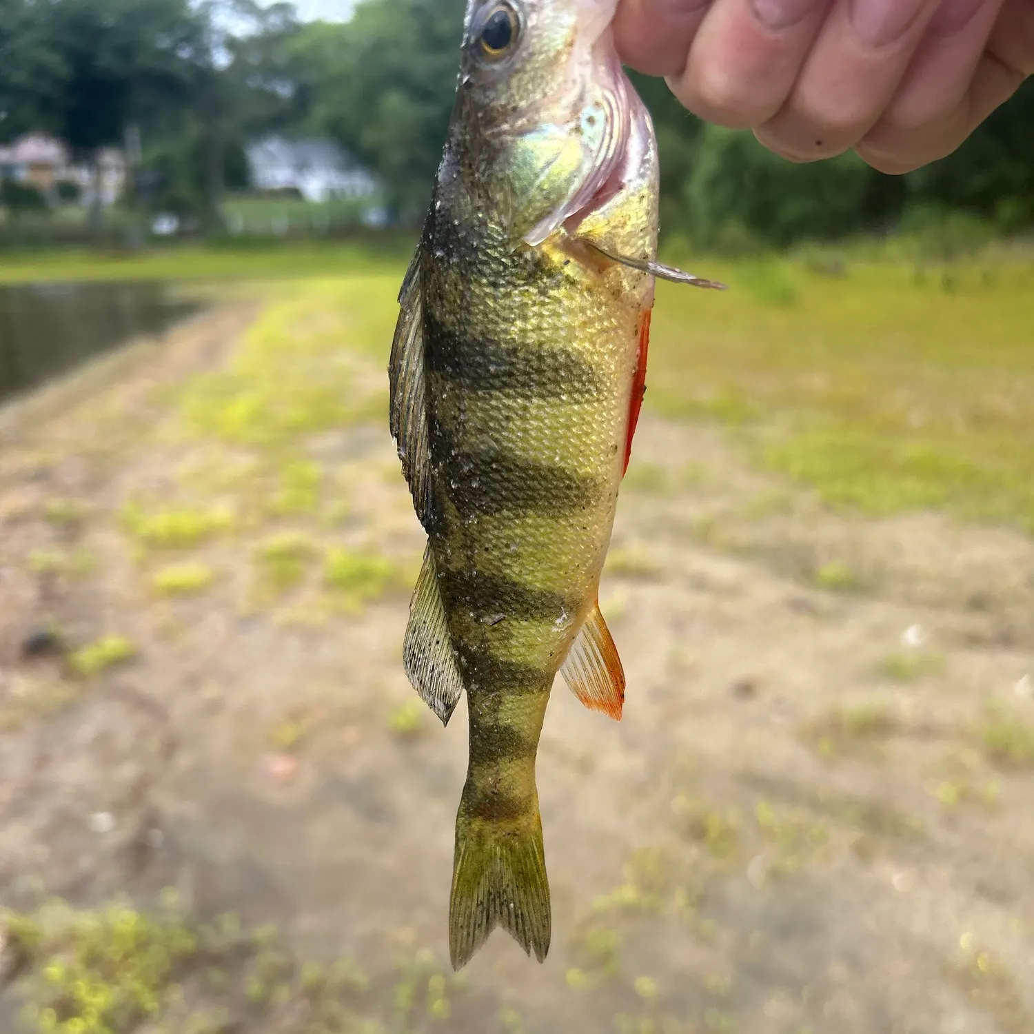 Yellow perch caught on Fishbrain