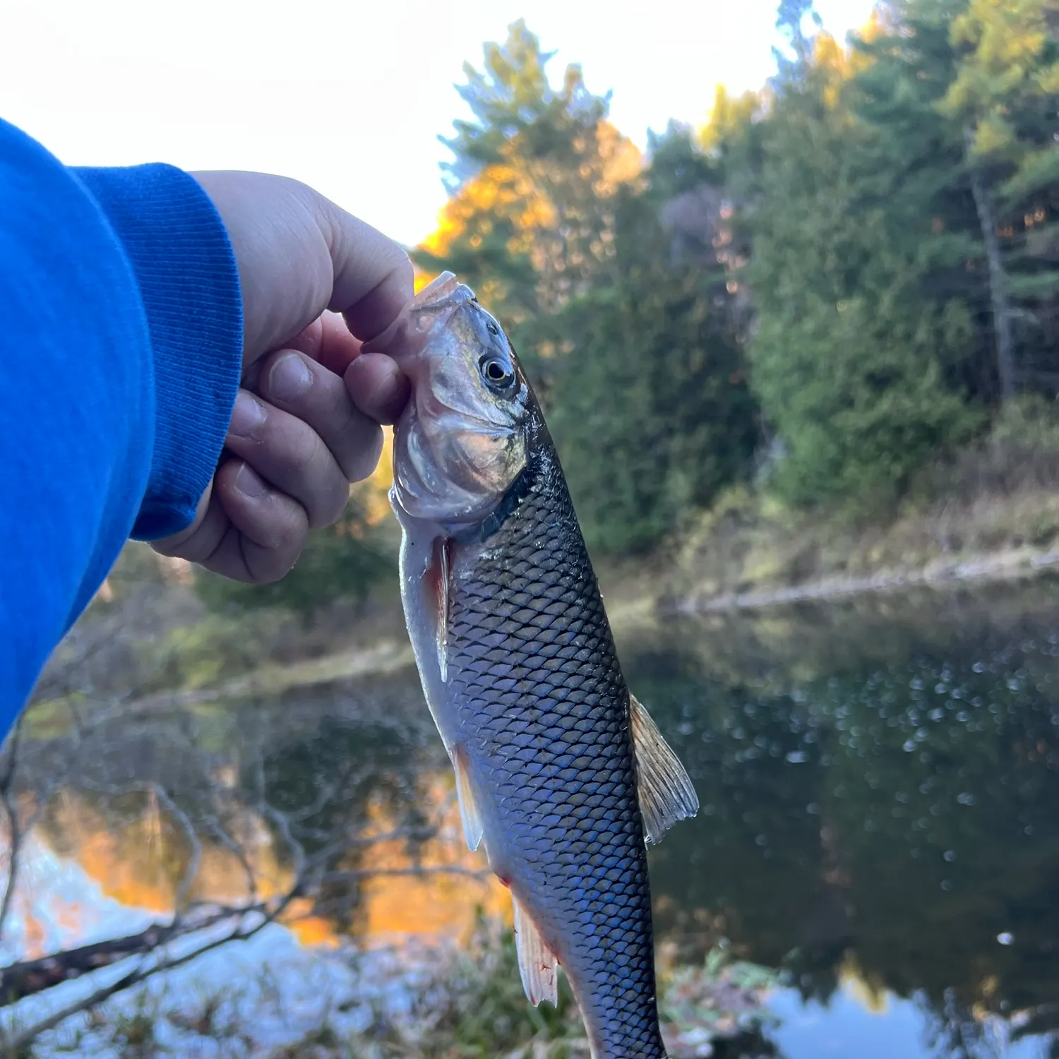 Fallfish caught on Fishbrain