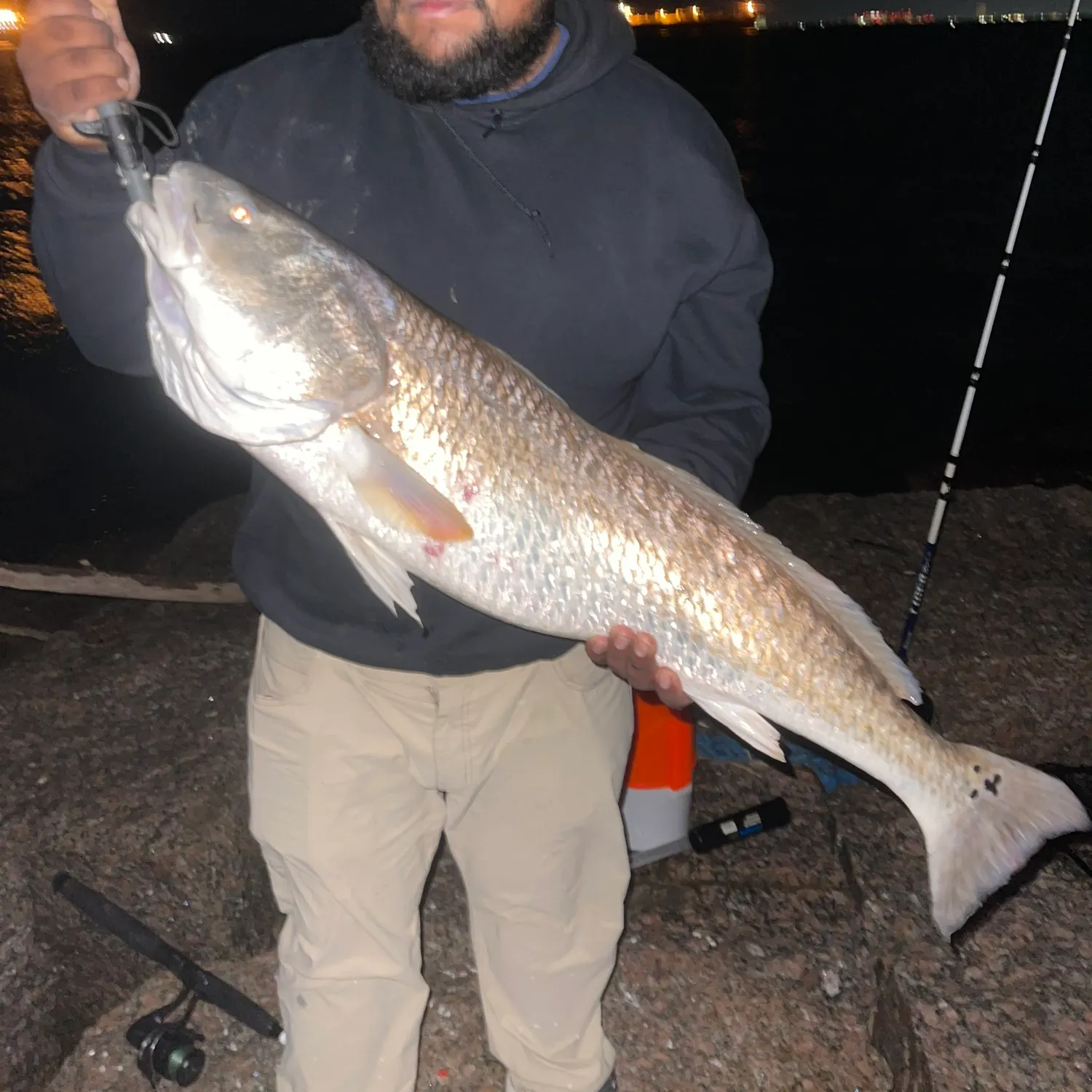 The most recent Corvina drum catches on Fishbrain