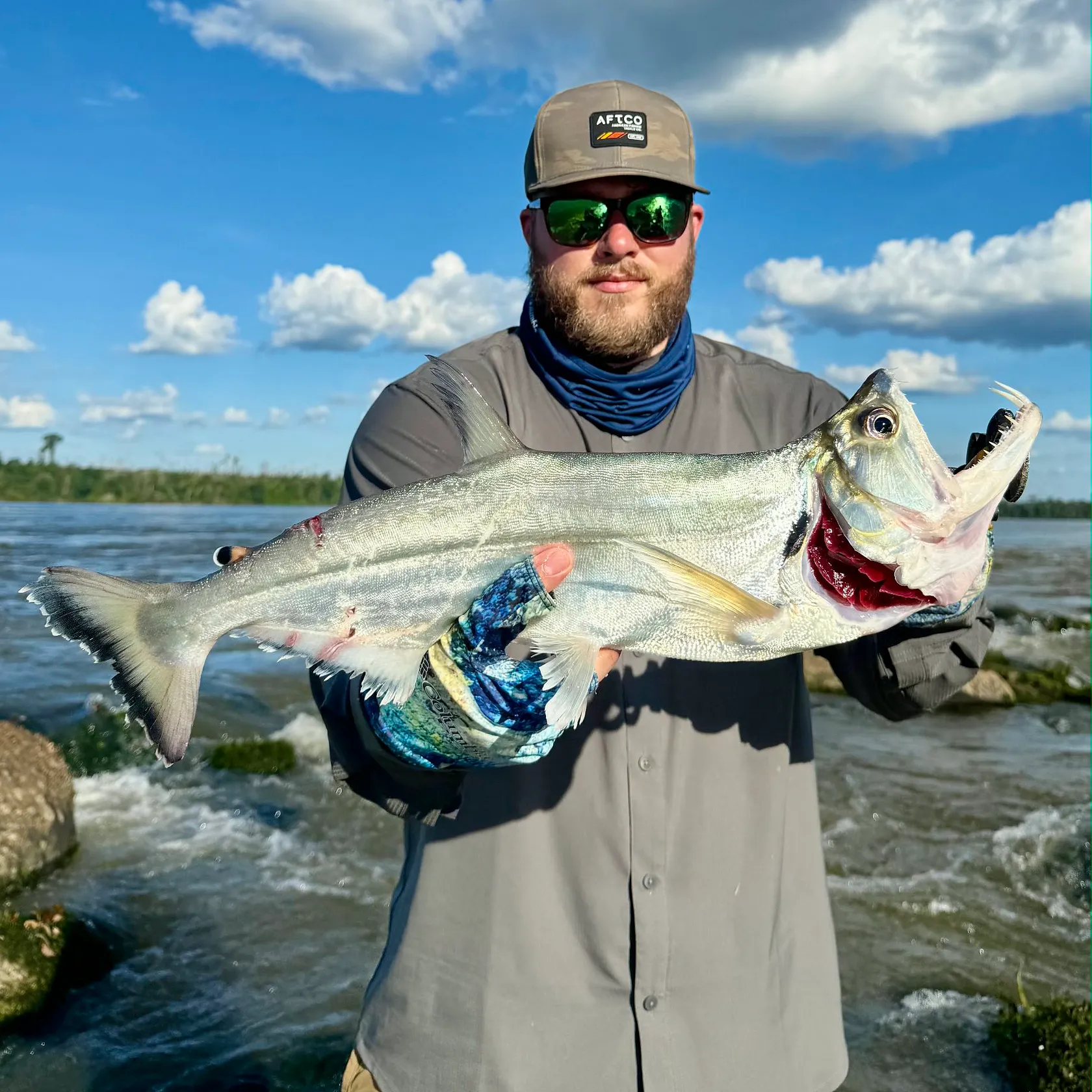 The most recent Vampire fish catches on Fishbrain