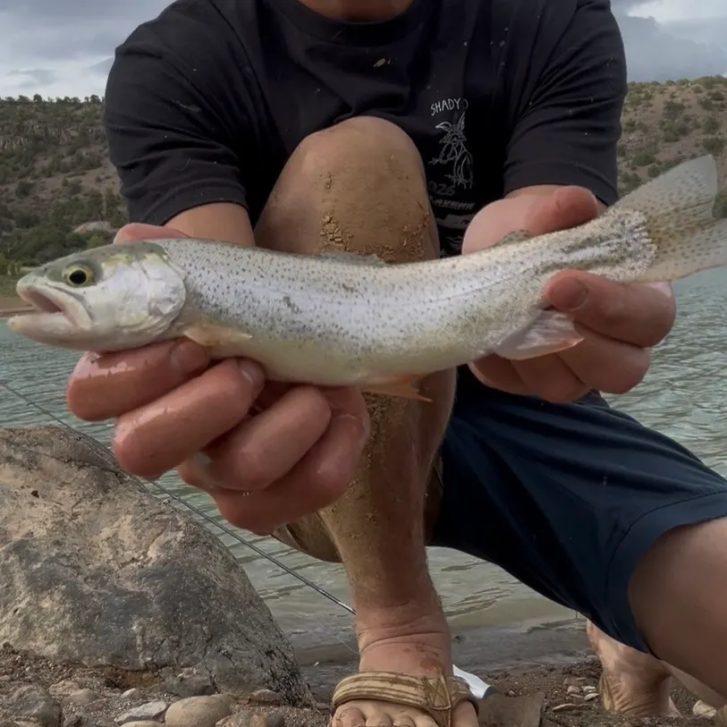 Cutbow caught on Fishbrain