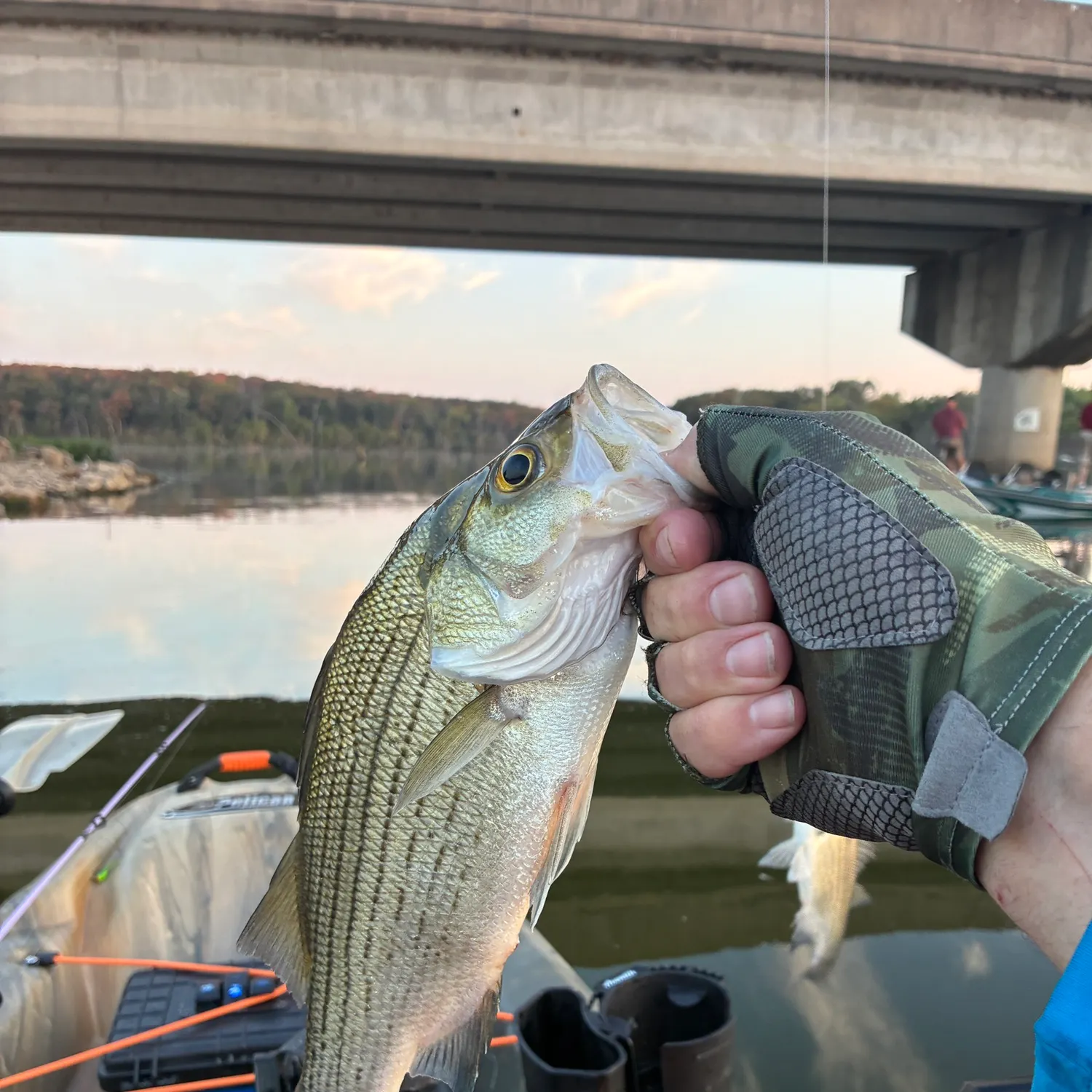 White bass caught on Fishbrain