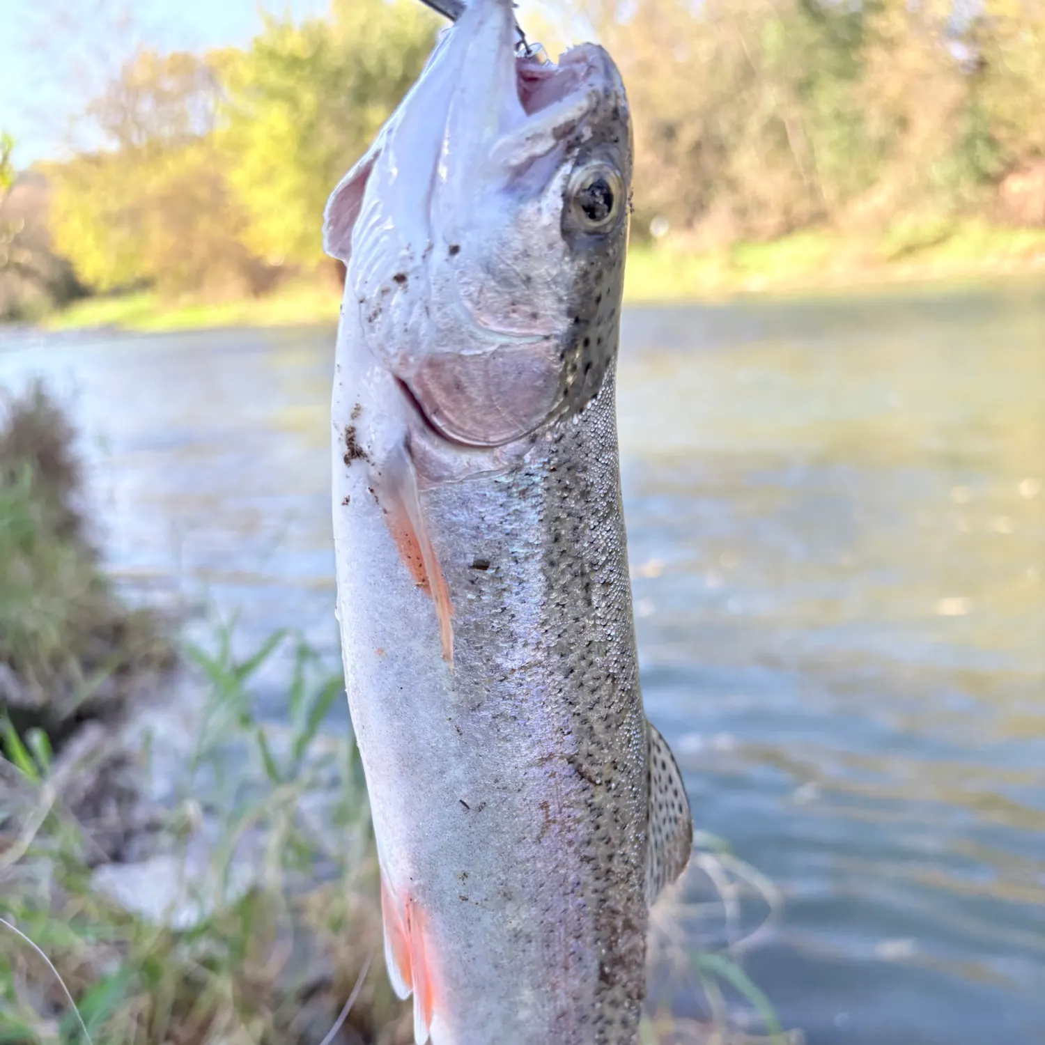 Rainbow trout caught on Fishbrain