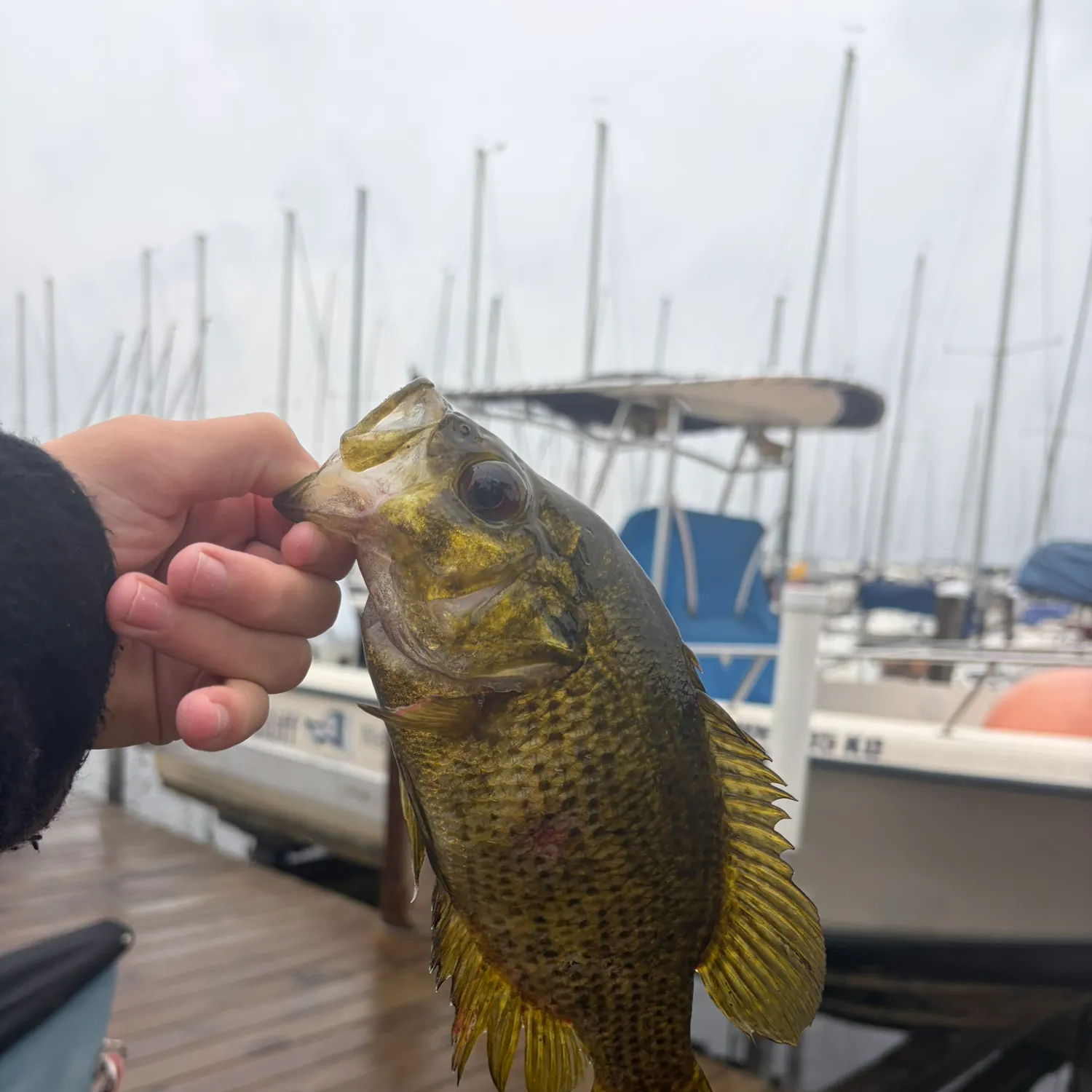 Rock bass caught on Fishbrain