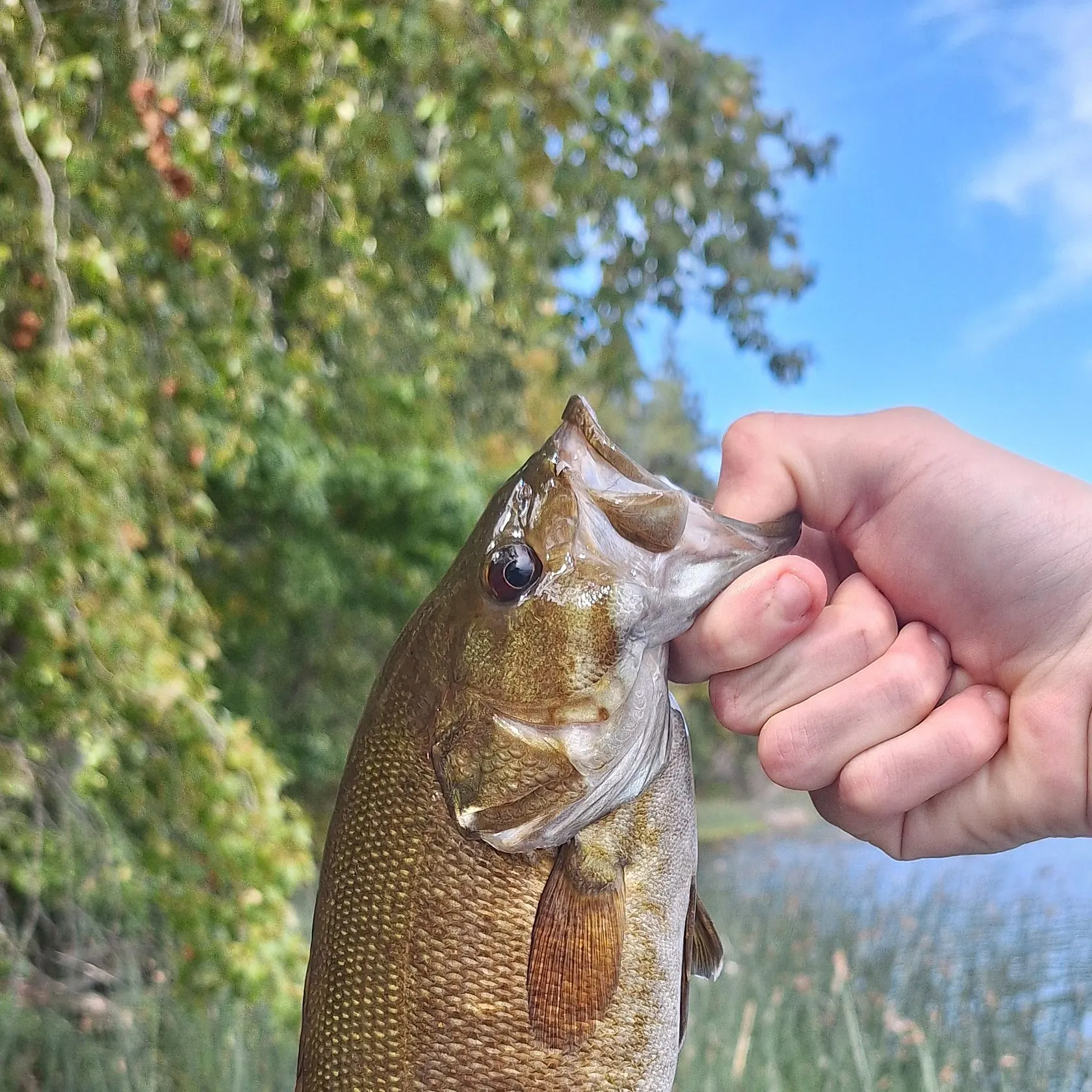 The most recent Smallmouth bass catches on Fishbrain