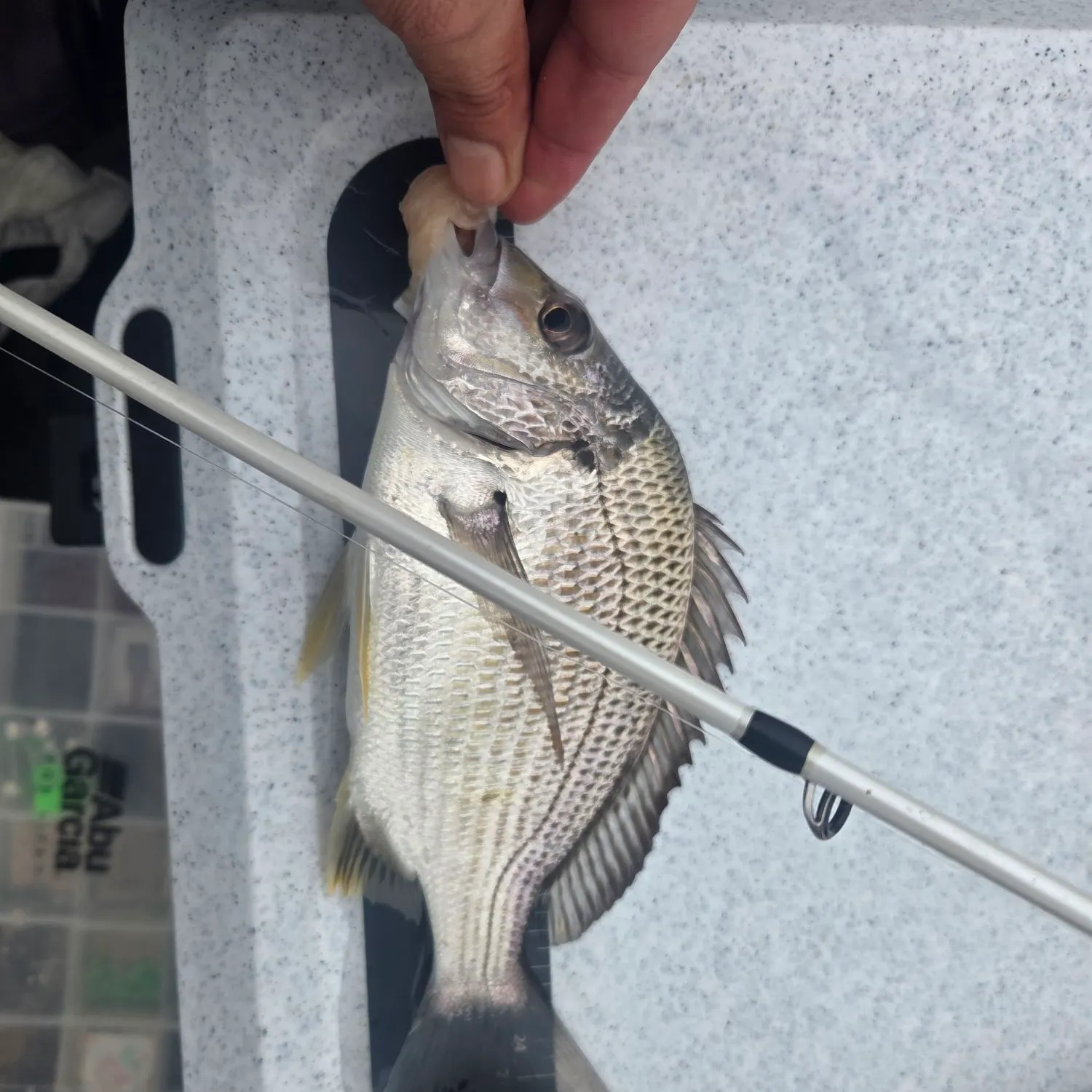 Surf bream caught on Fishbrain
