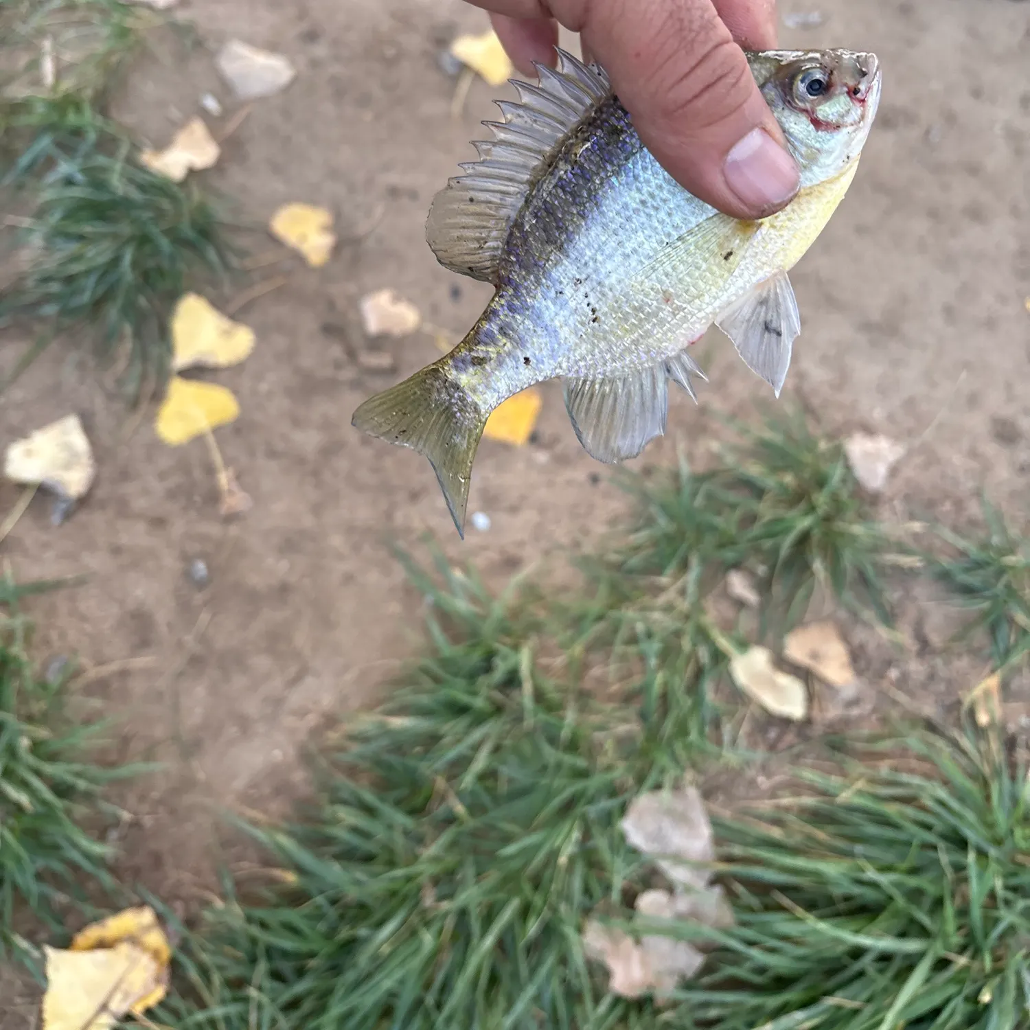 Fish caught on Fishbrain