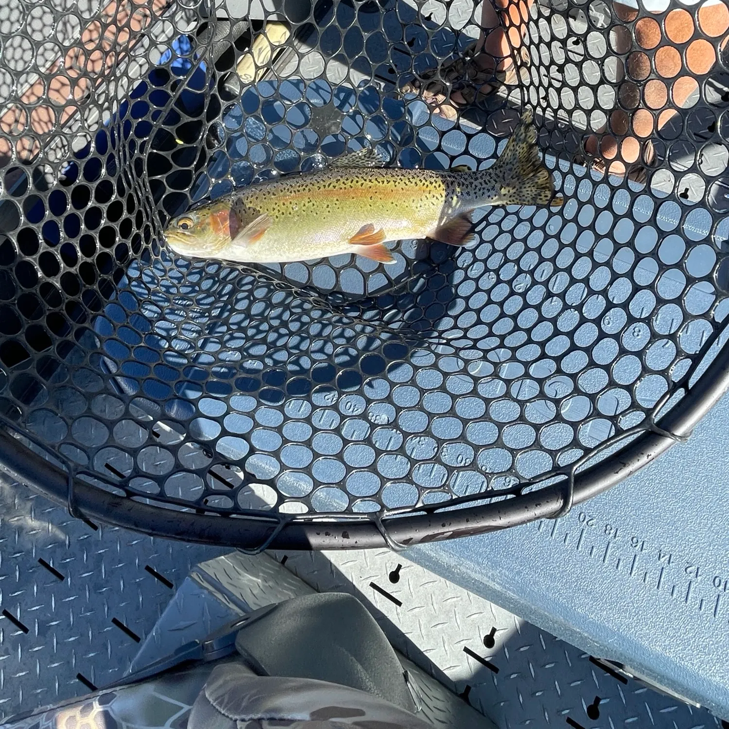 Rainbow trout caught on Fishbrain