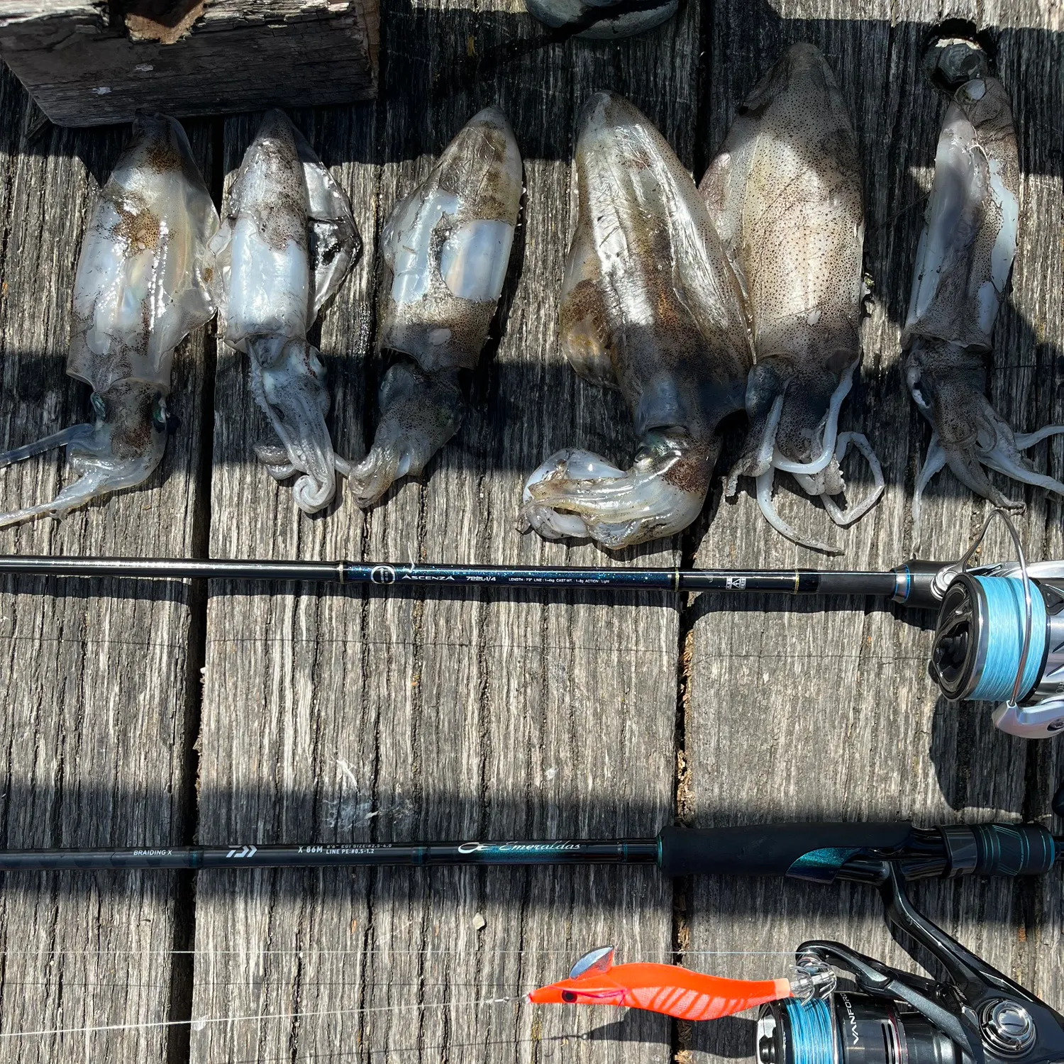 recently logged catches