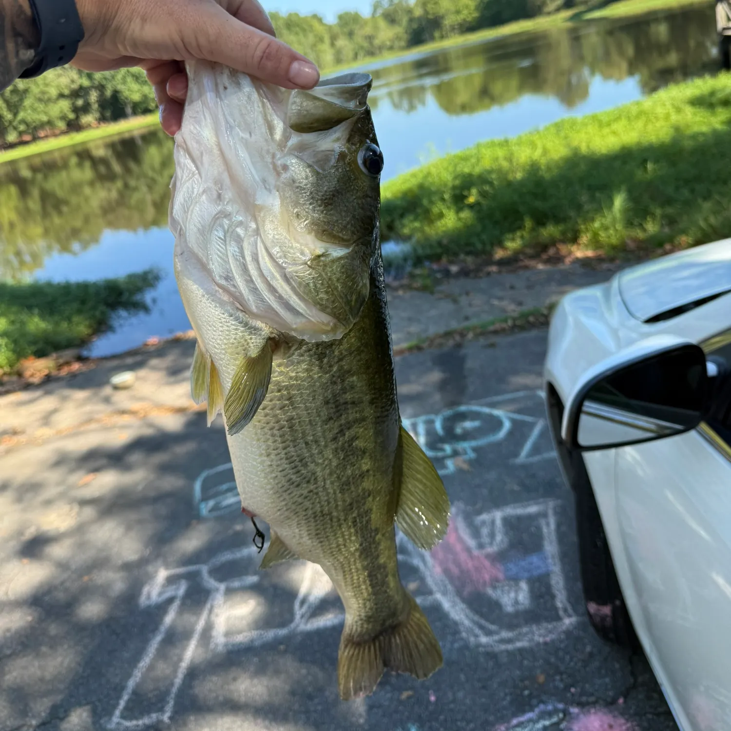 Largemouth bass caught on Fishbrain