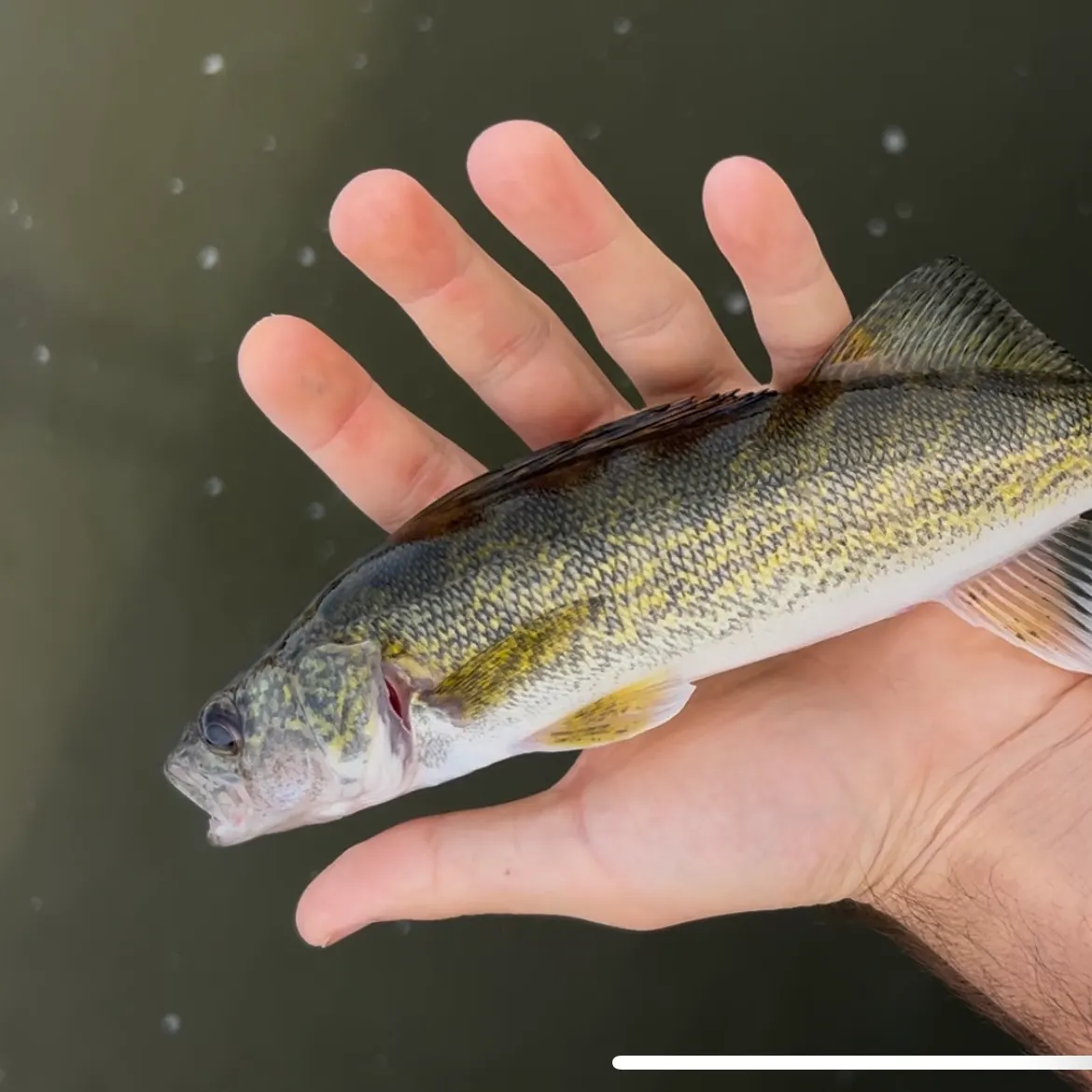 Walleye caught on Fishbrain