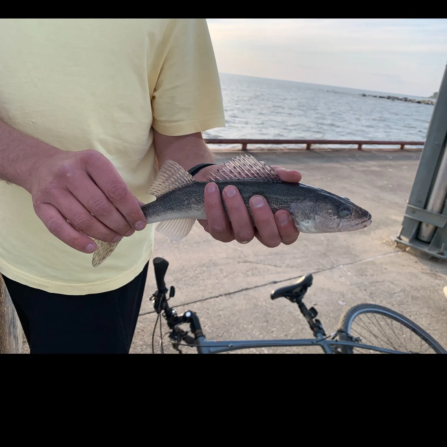 Walleye caught on Fishbrain