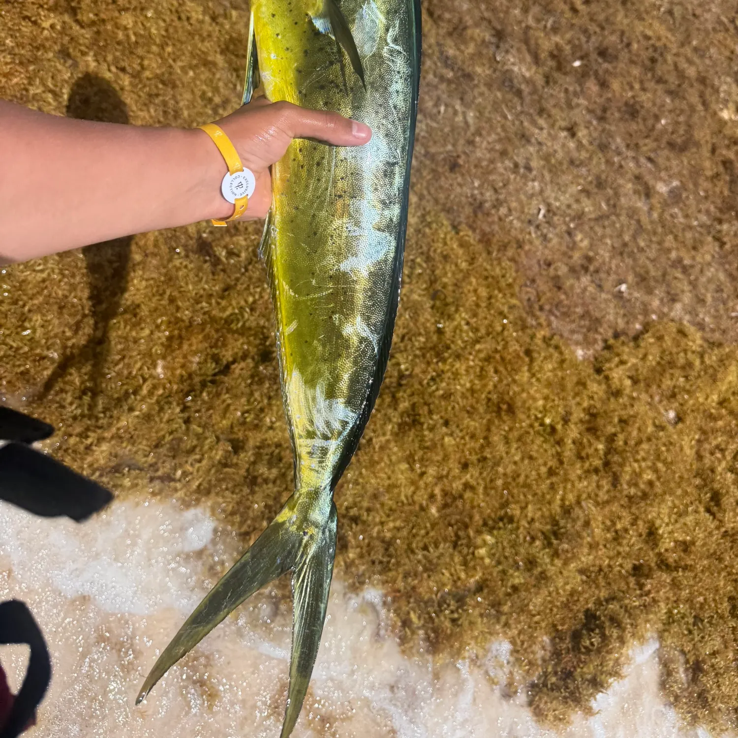 most liked catch image