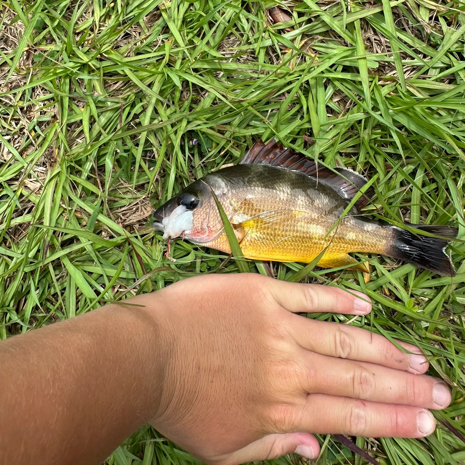 Moses perch caught on Fishbrain