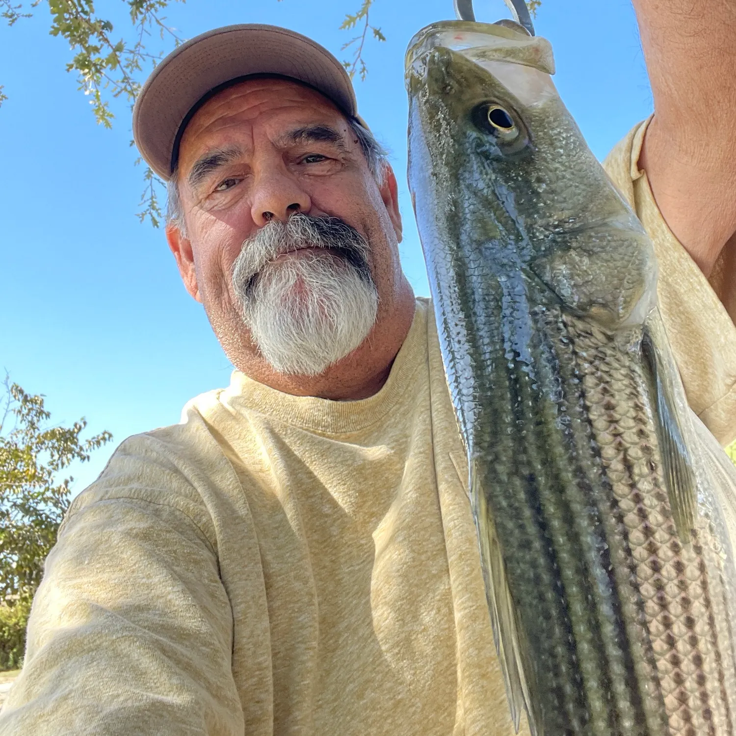 Striped bass caught on Fishbrain