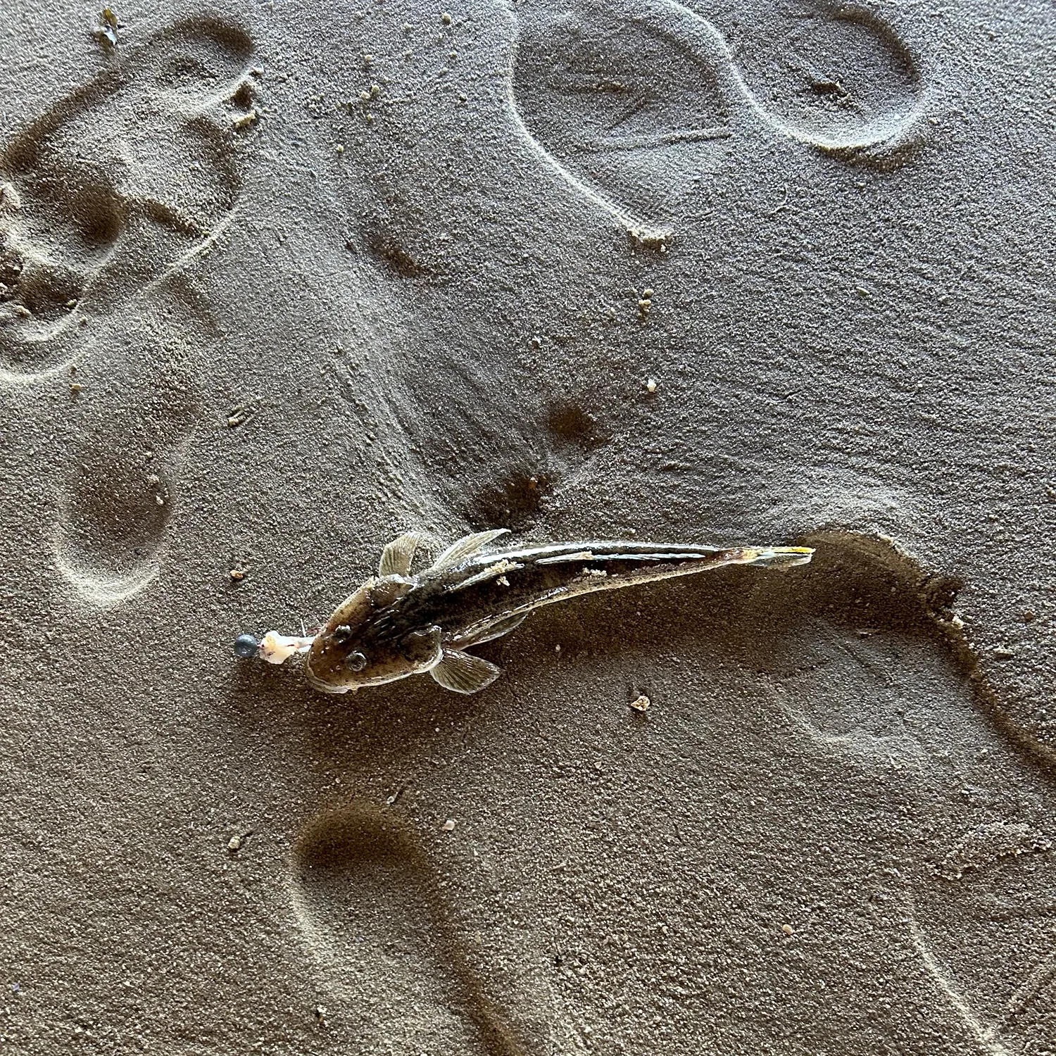 The most recent Bartail flathead catches on Fishbrain