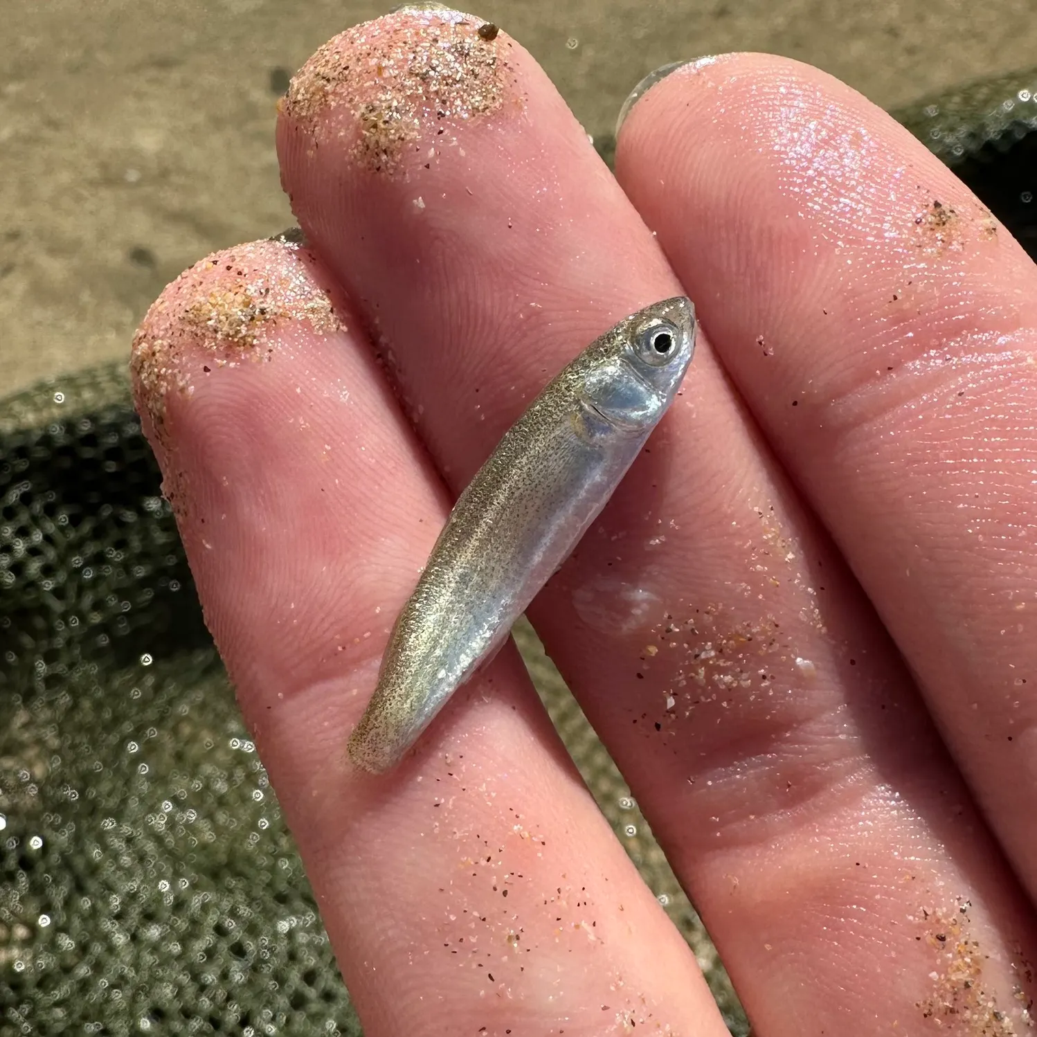 The most recent Sand smelt catches on Fishbrain