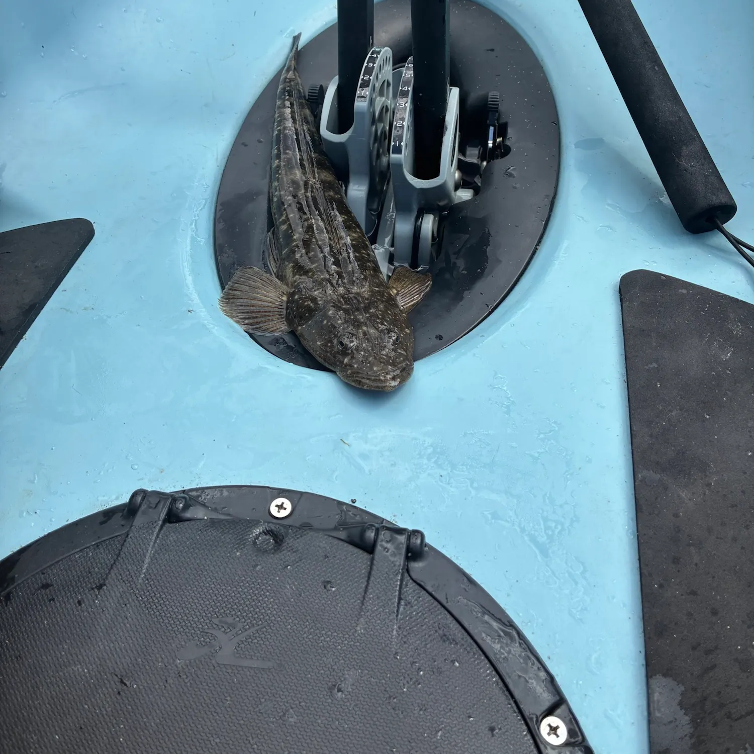 Dusky flathead caught on Fishbrain