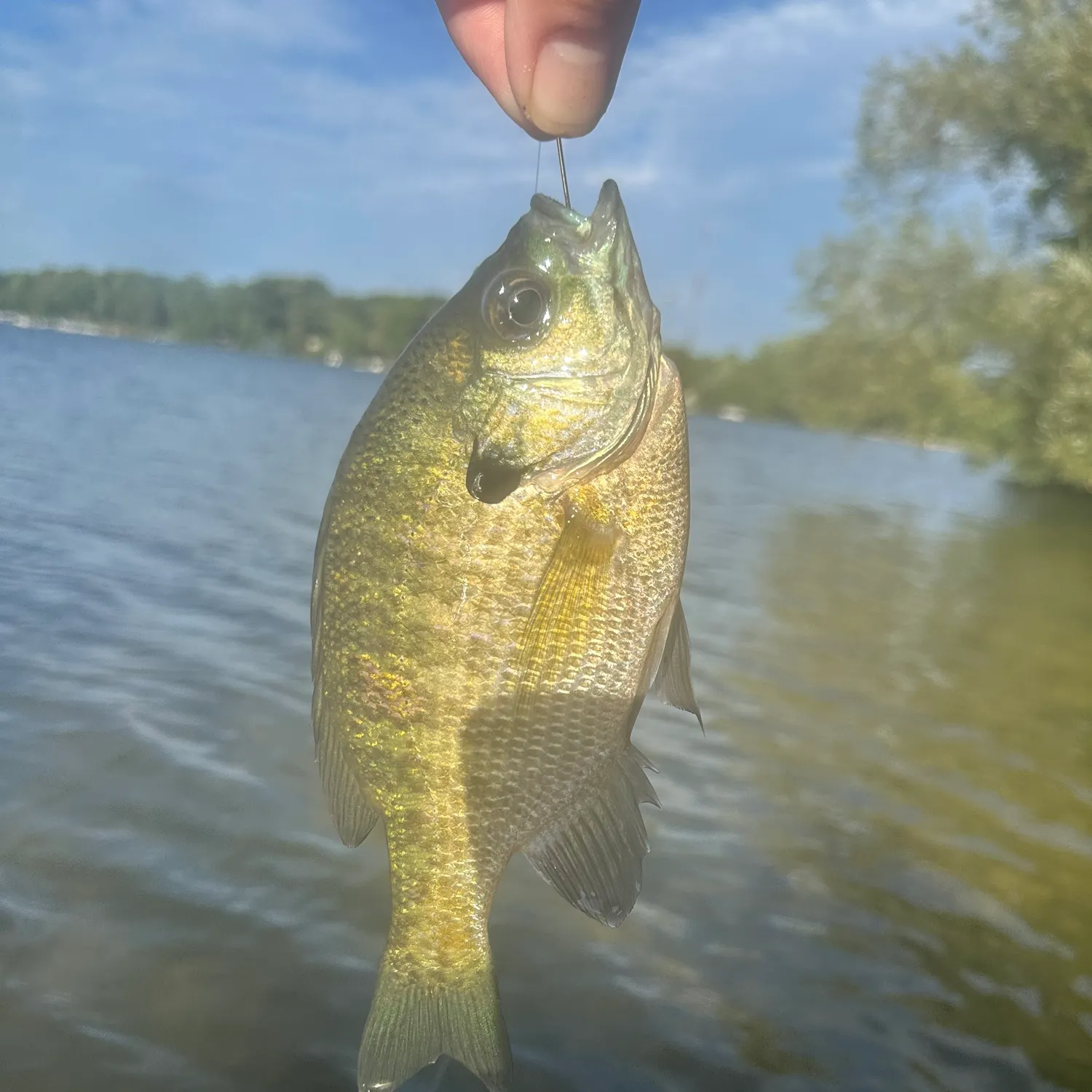 Bluegill caught on Fishbrain
