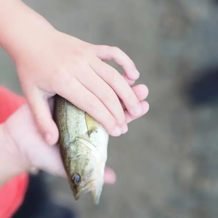 Rainbow trout caught on Fishbrain