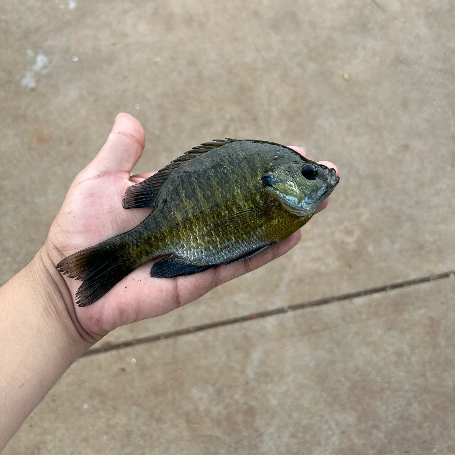 Bluegill caught on Fishbrain