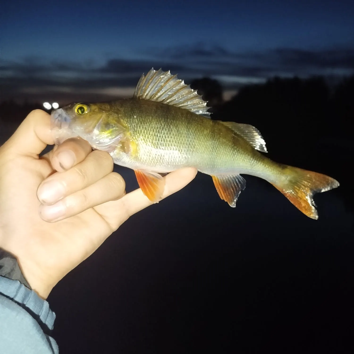 European perch caught on Fishbrain