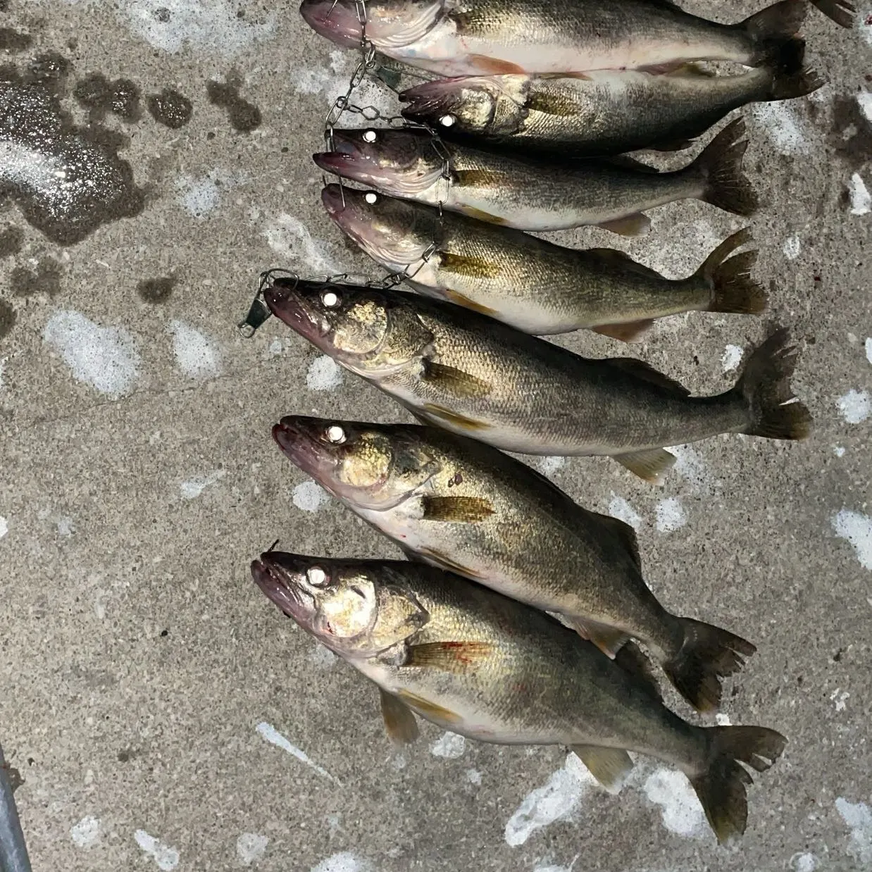 recently logged catches