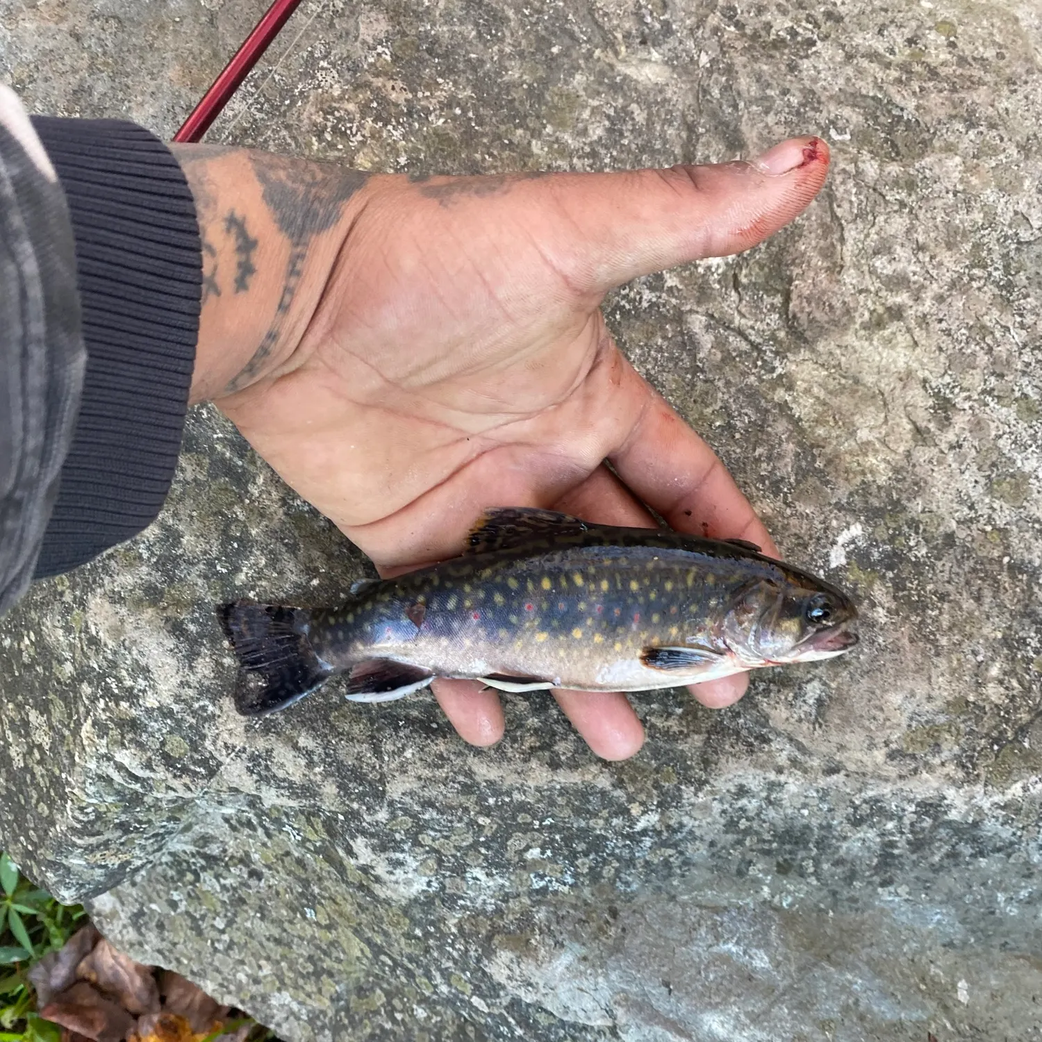 Brook trout caught on Fishbrain